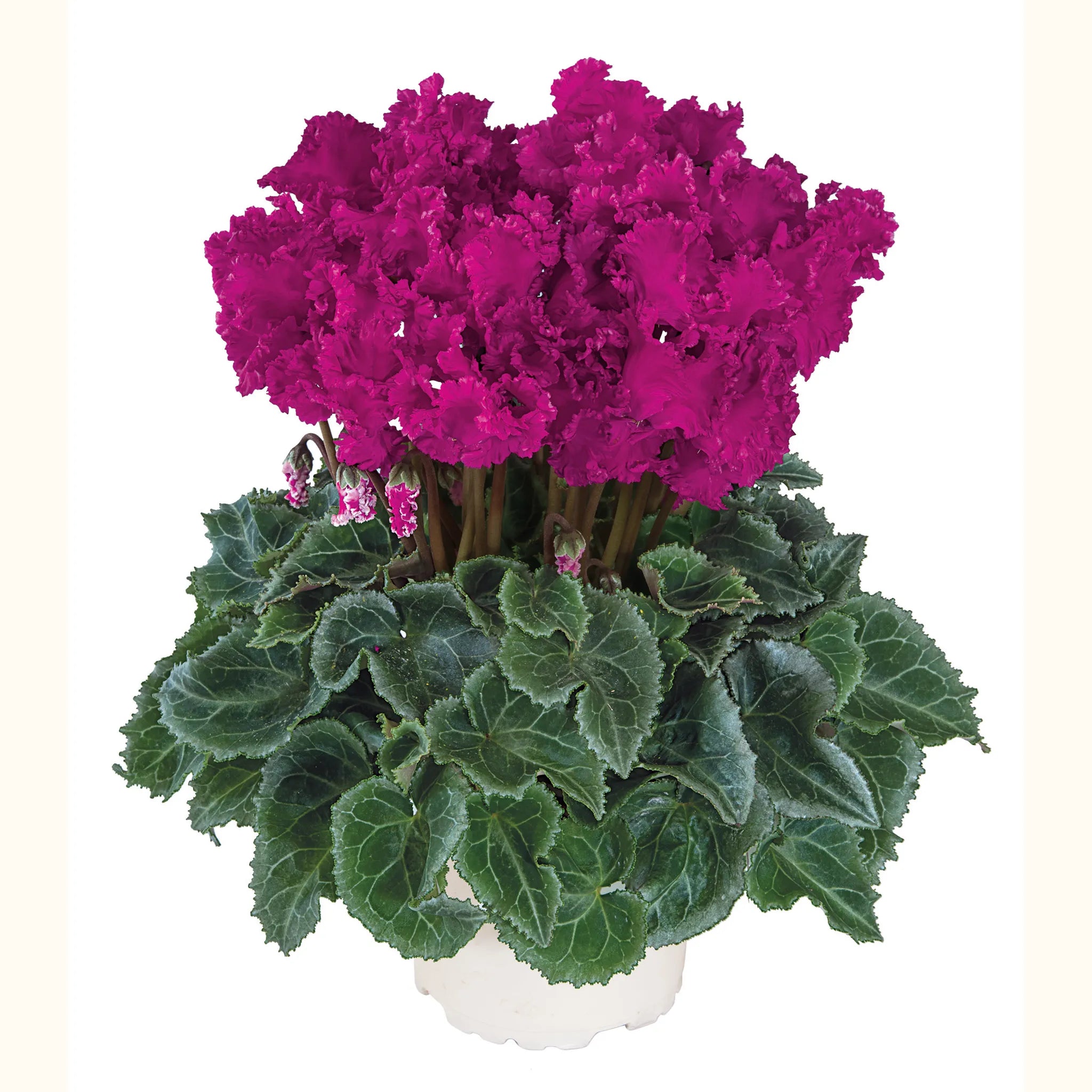 Metis® CRISPINO® mix