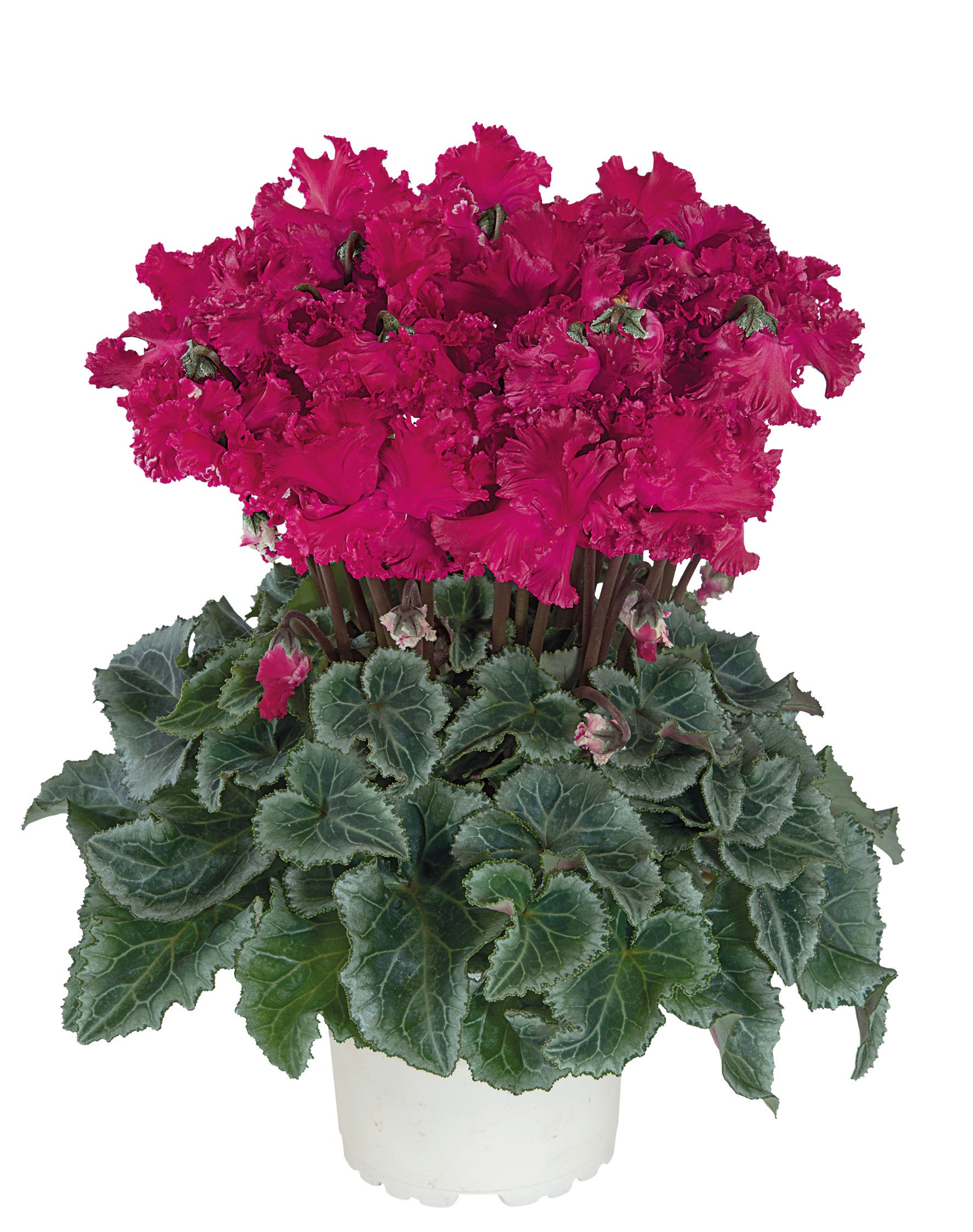 Metis® CRISPINO® mix