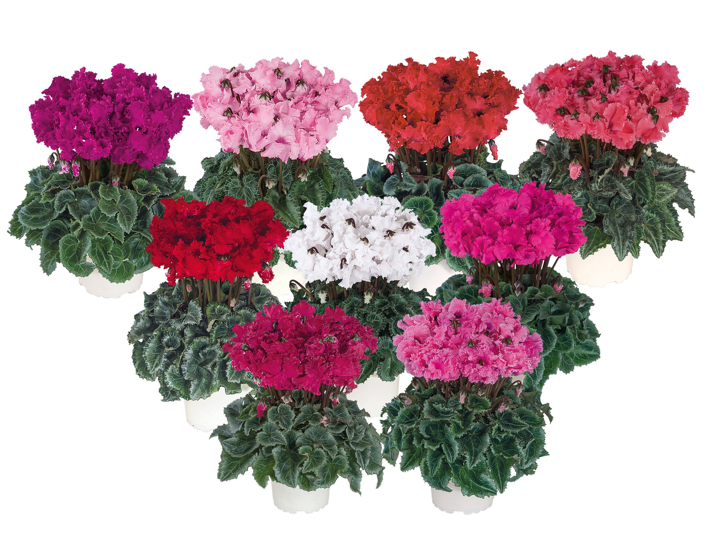 METIS® CRISPINO® mix