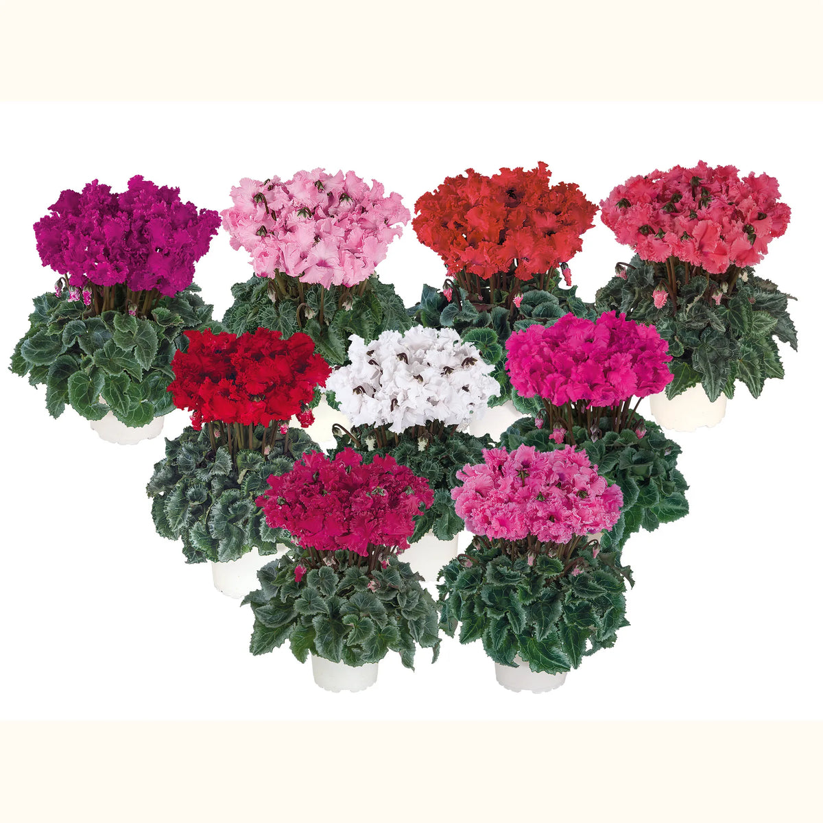 Metis® CRISPINO® mix