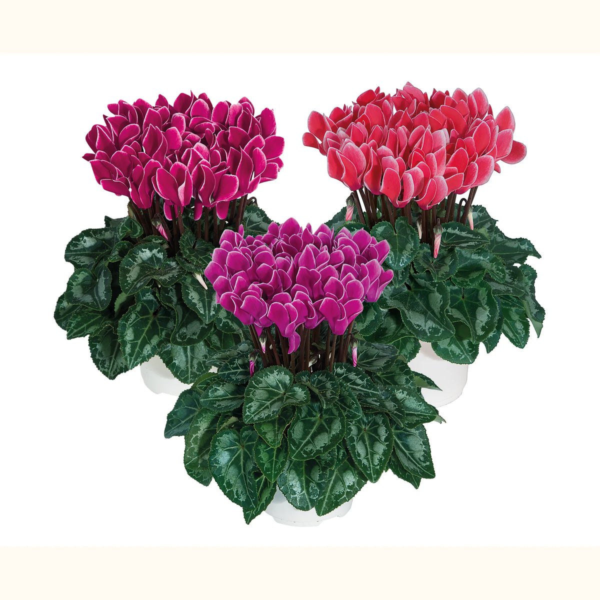Metis® Edge mix