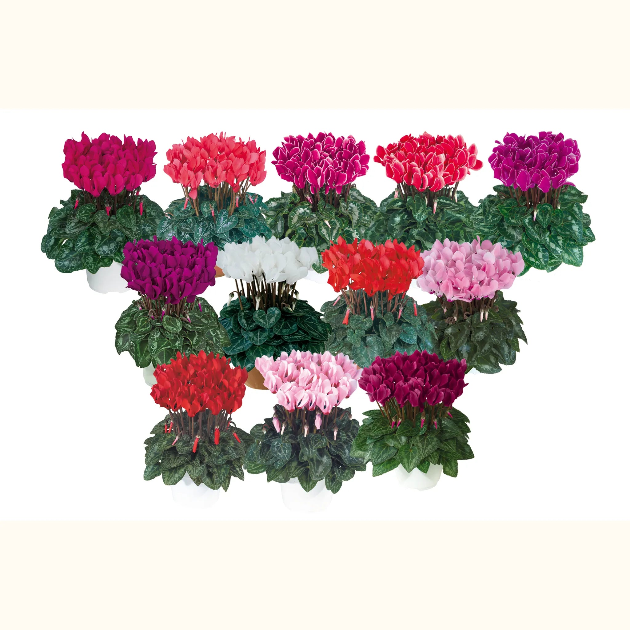 Metis® Summer Mix
