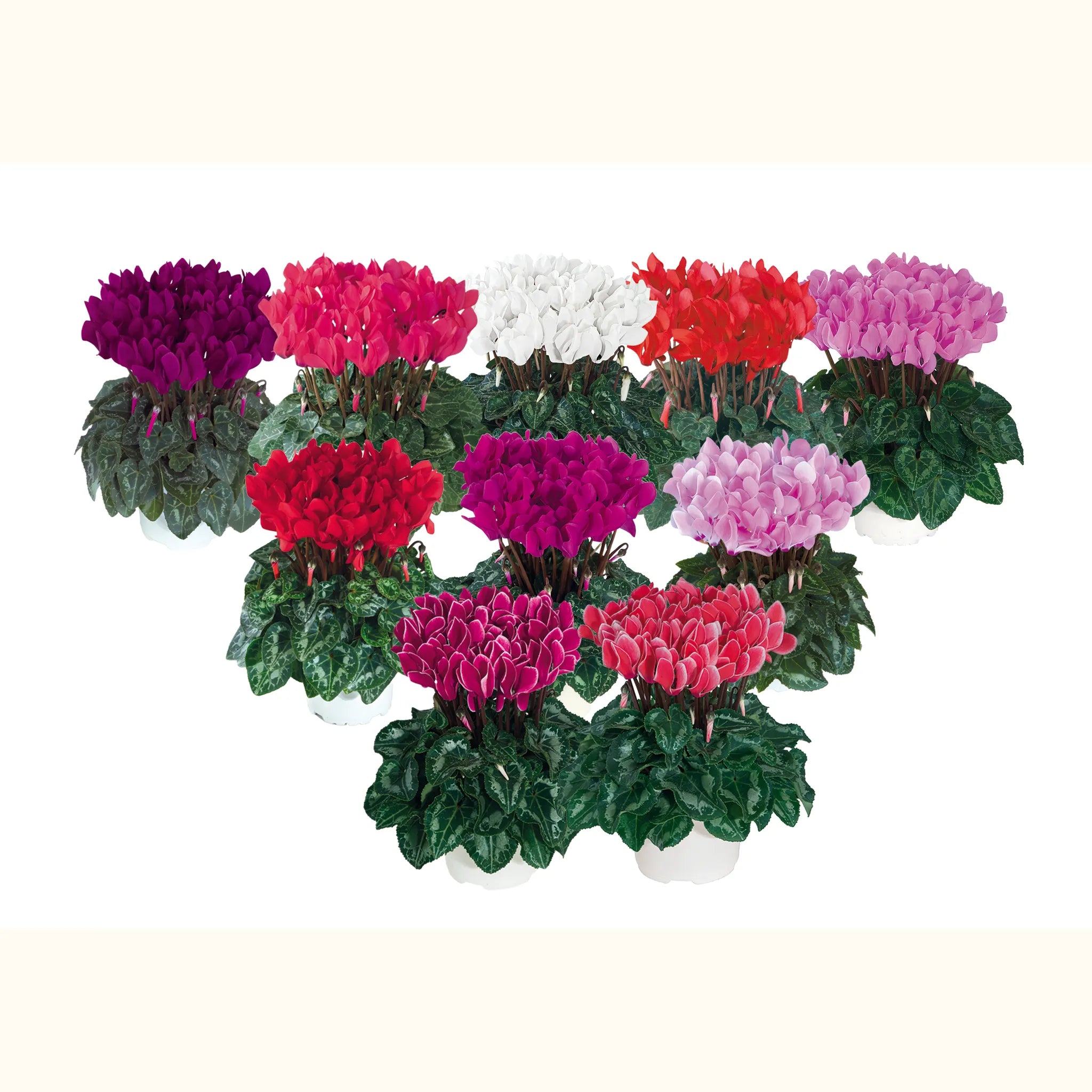 Metis® Mélange Sud exp.