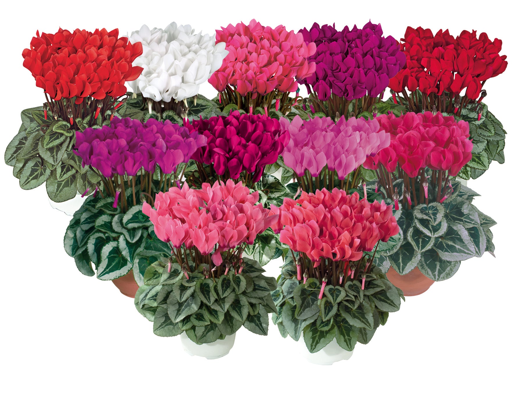 METIS® Silverleaf mix