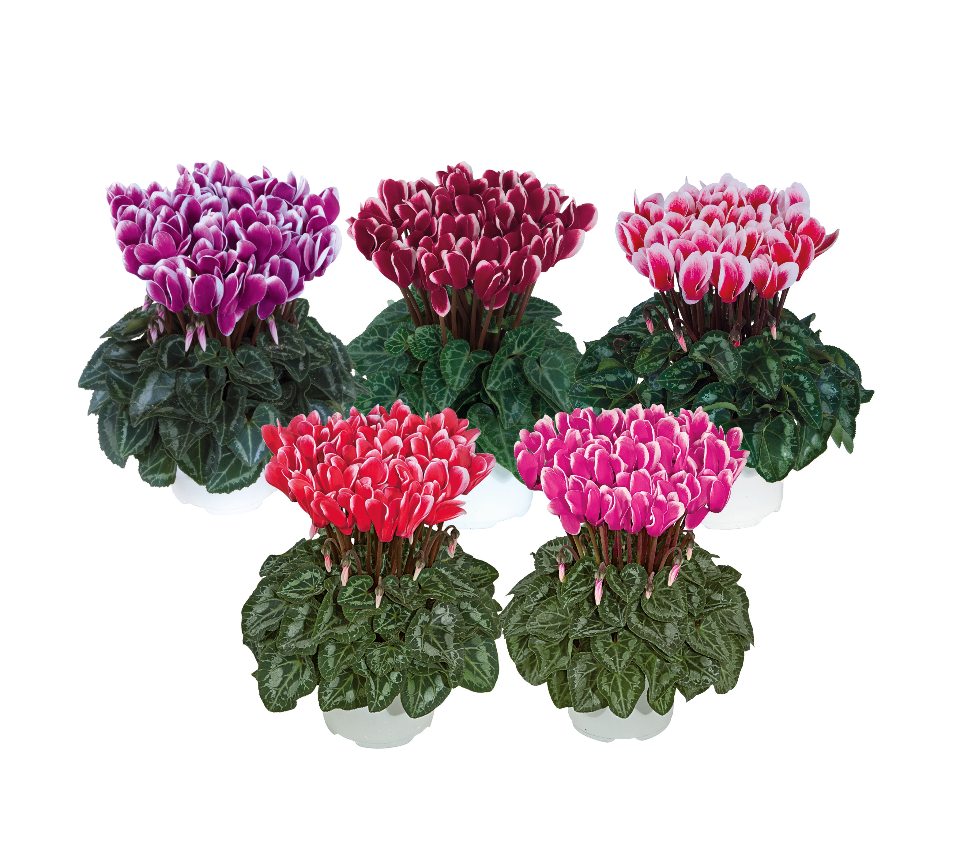 METIS® FANTASIA® mix