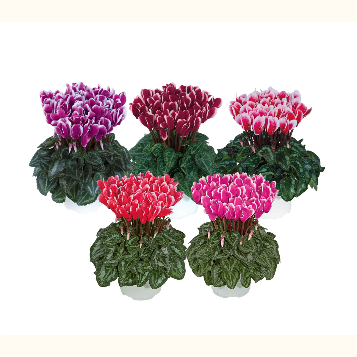 Metis® FANTASIA® mix