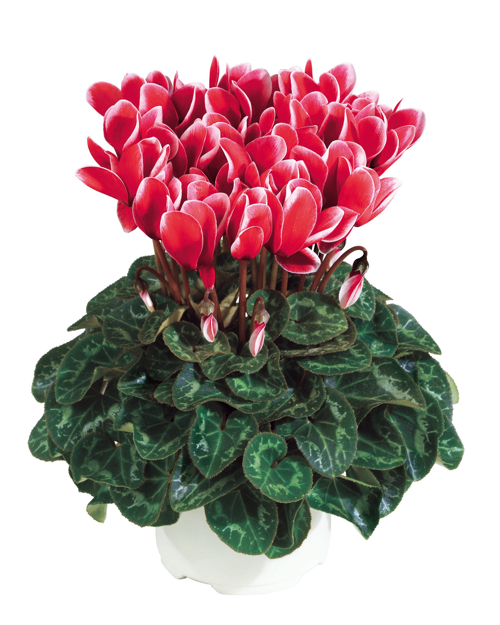 Metis® FANTASIA® Winter mix