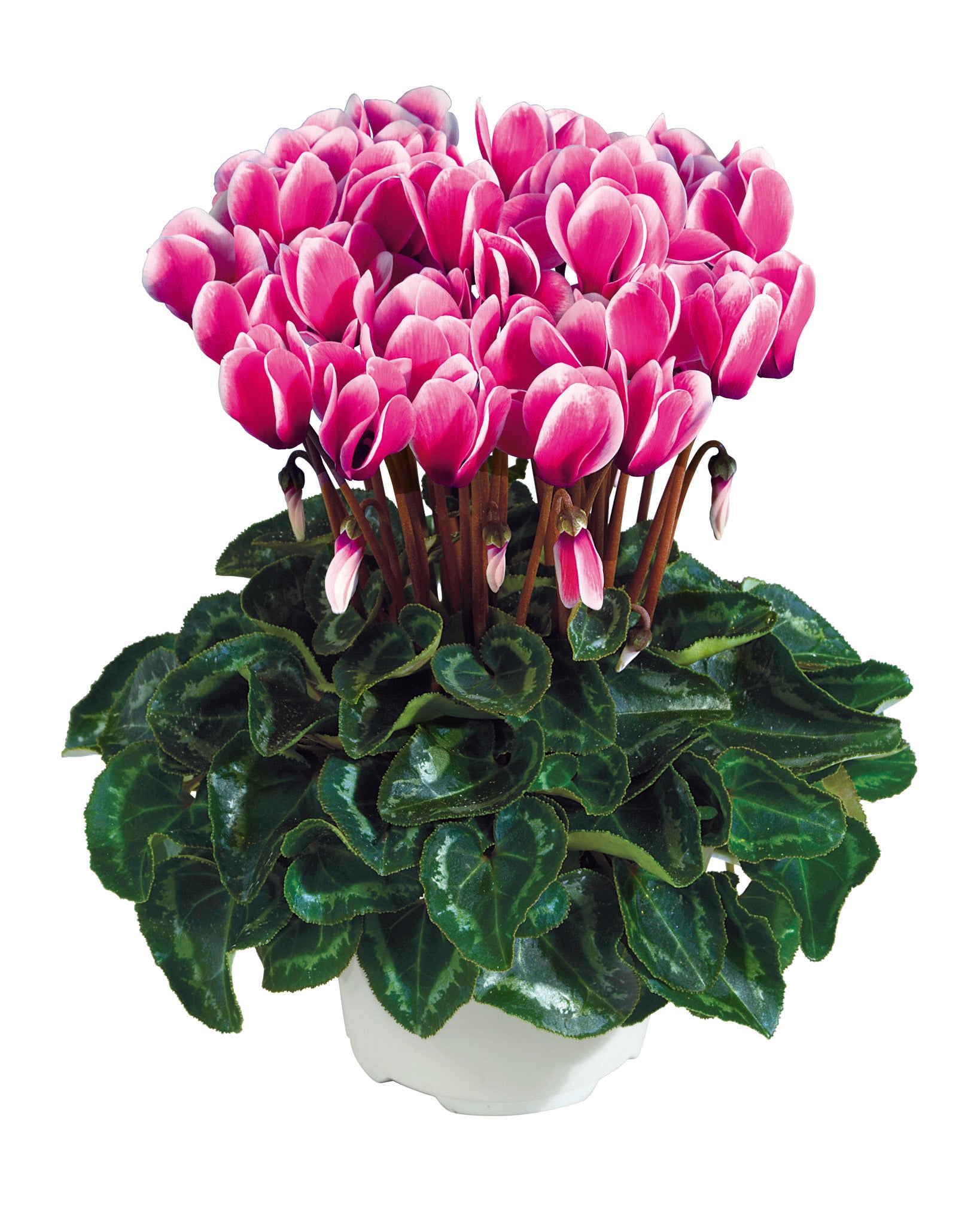 Metis® FANTASIA® Winter mix