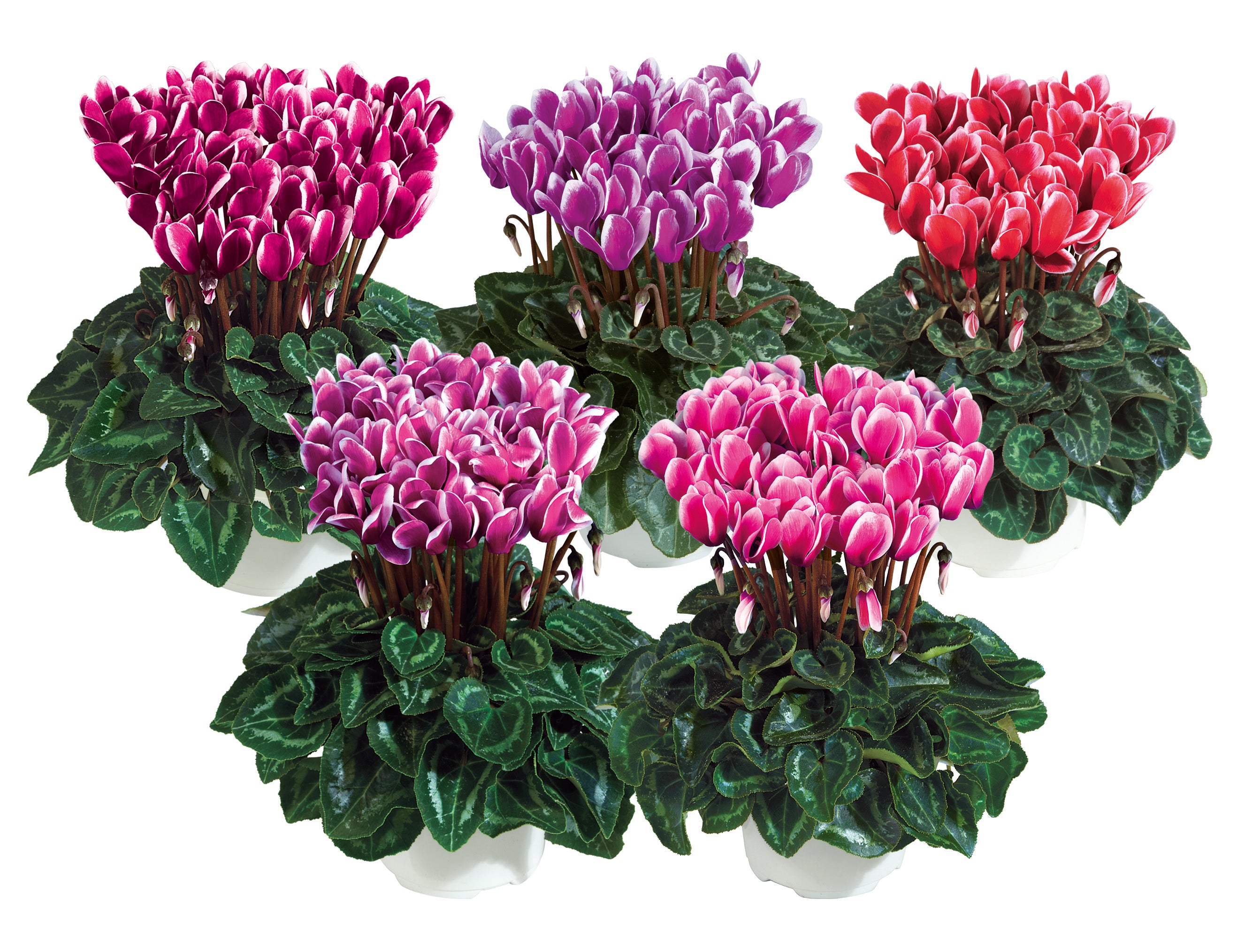METIS® FANTASIA® Winter mix