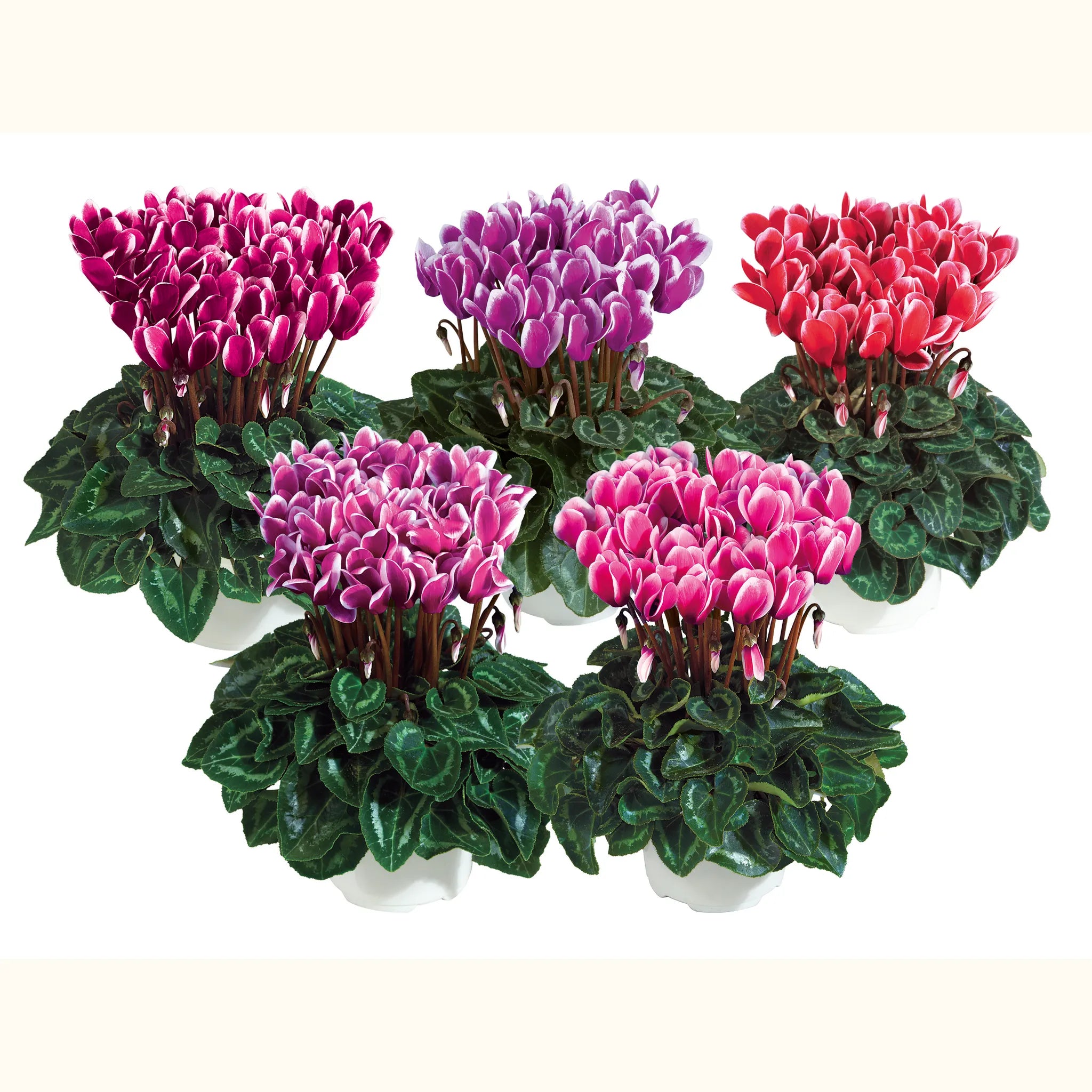 Metis® FANTASIA® Winter mix