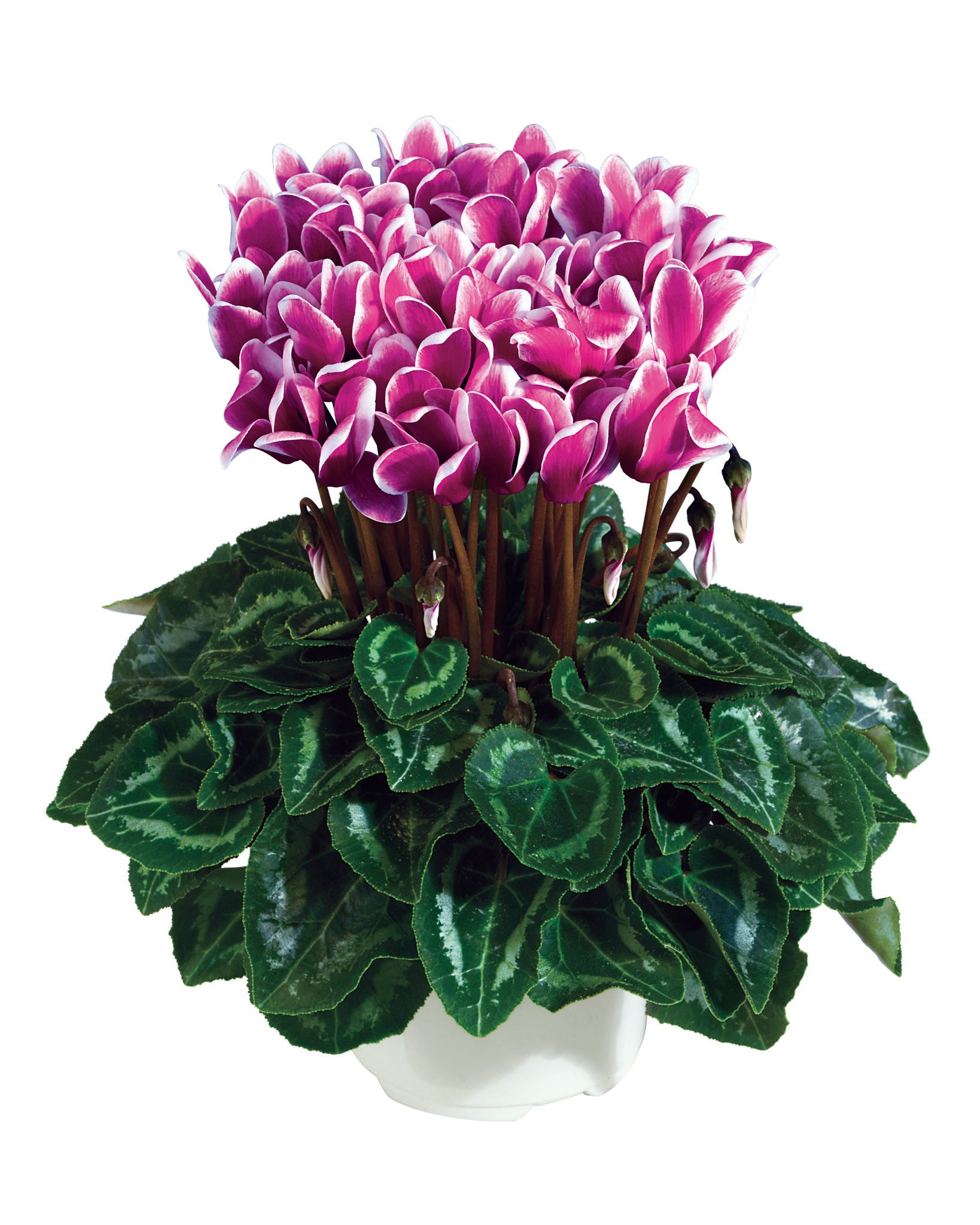 Metis® FANTASIA® Winter mix