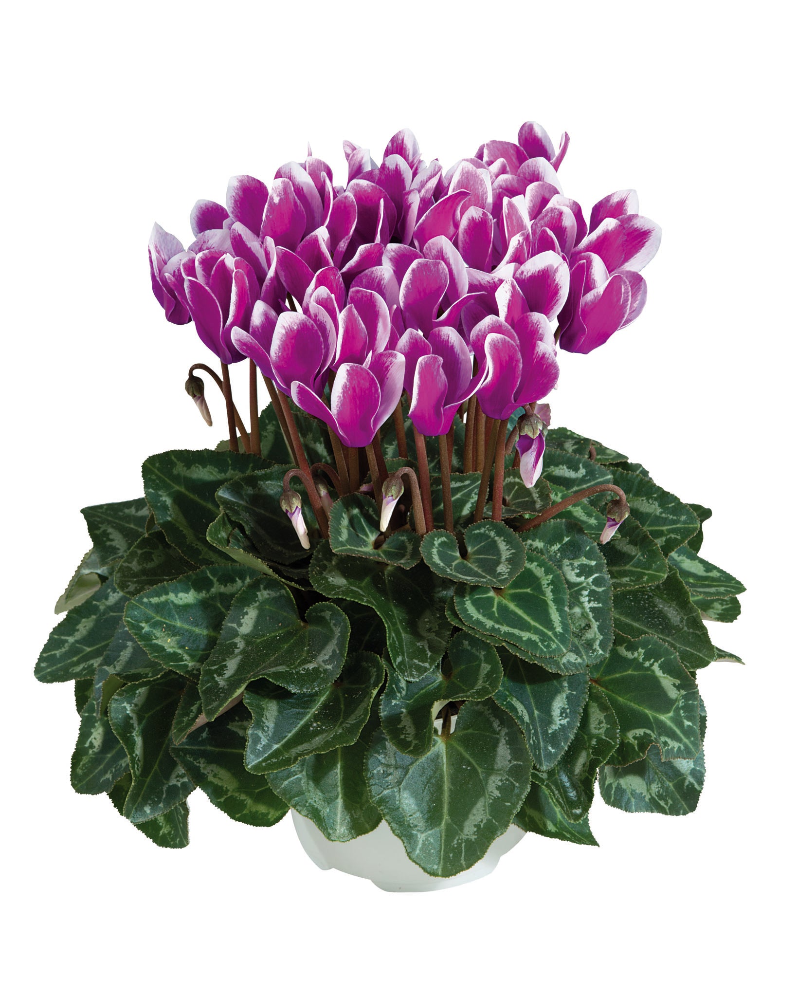 Metis® FANTASIA® Winter mix