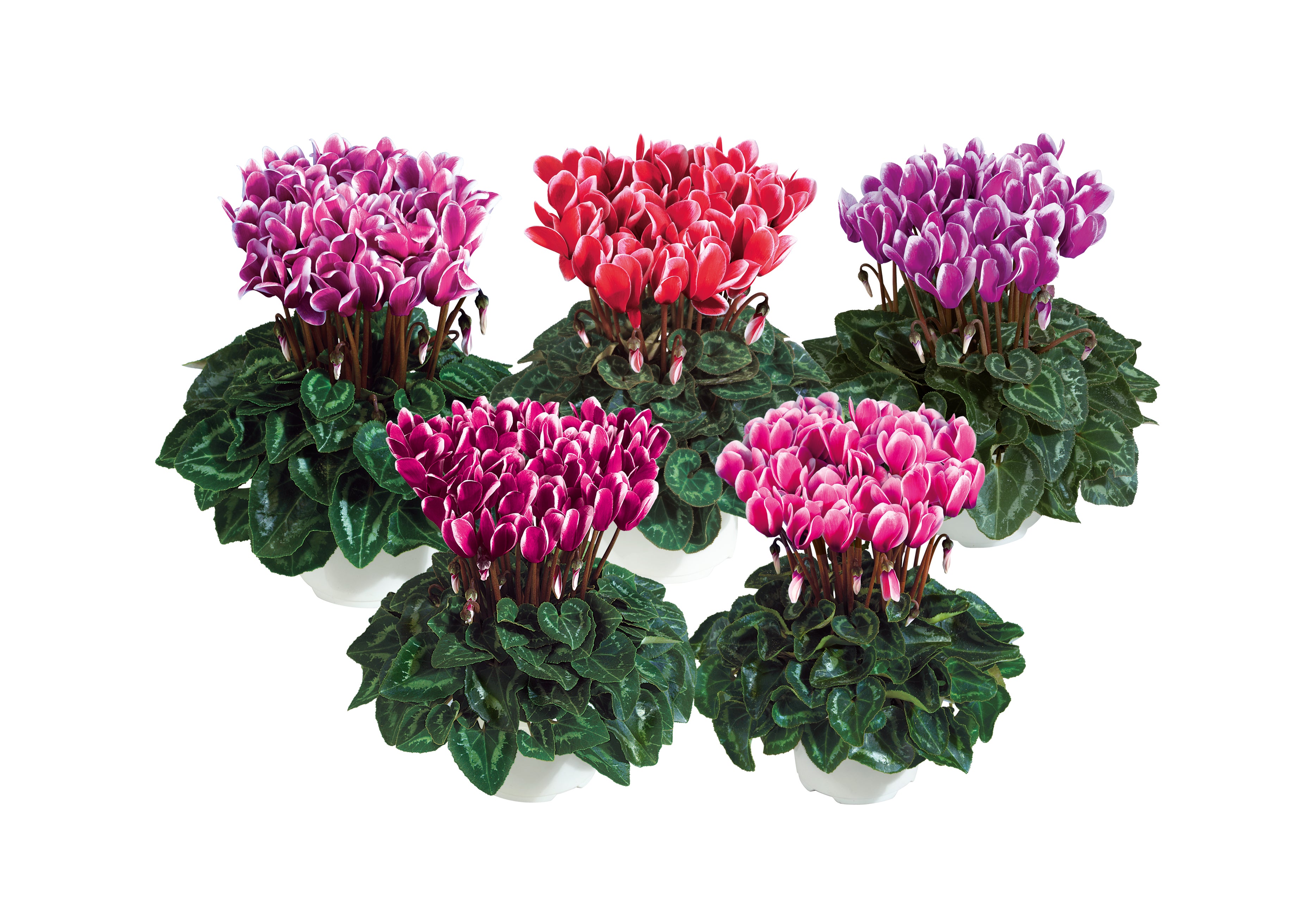 Metis® FANTASIA® Winter mix