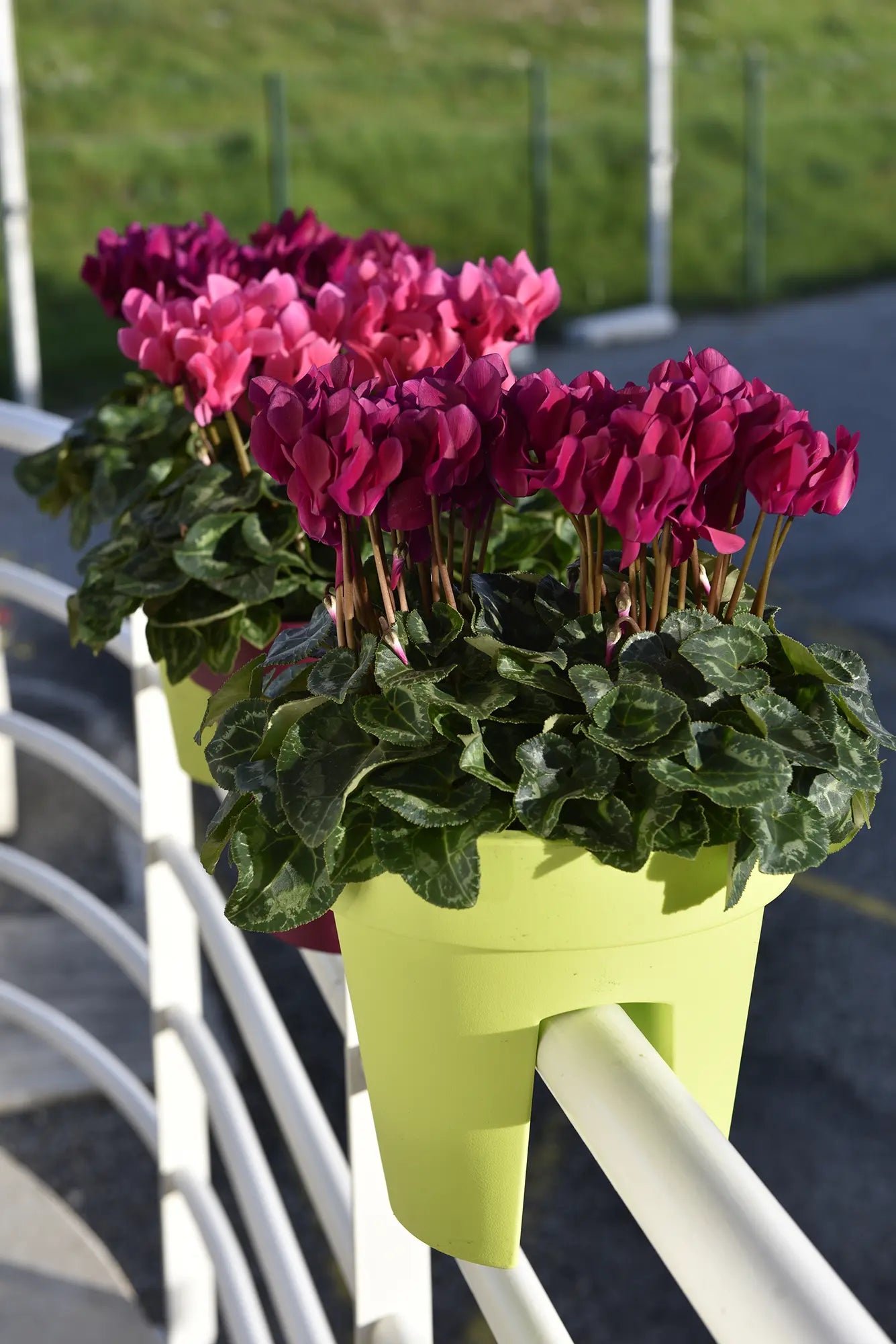MIDI+® Deep rose