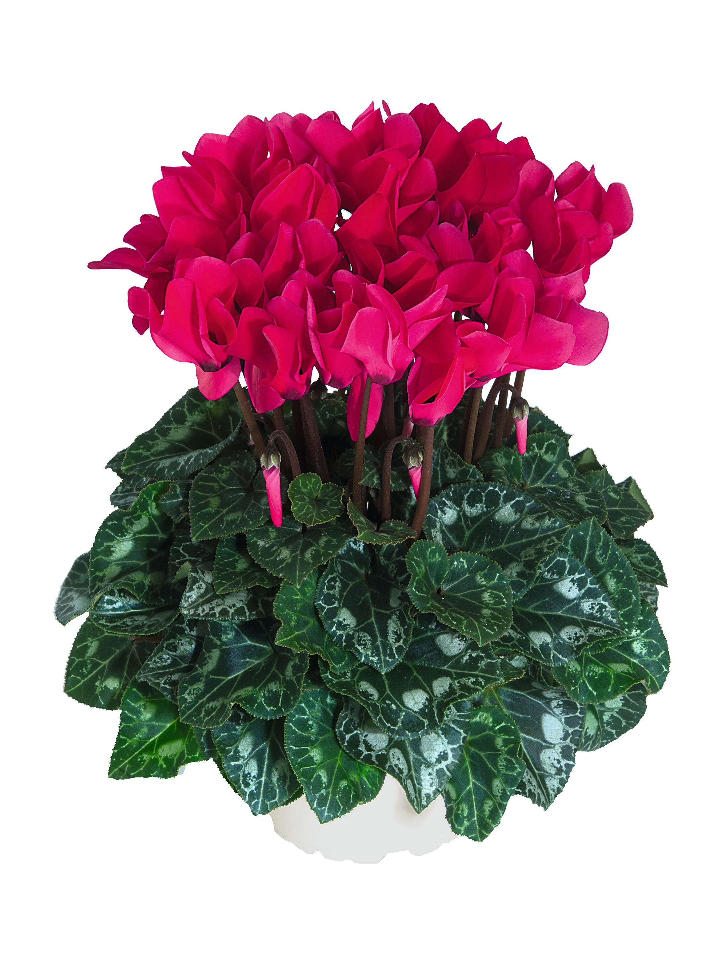 MIDI+® Deep rose