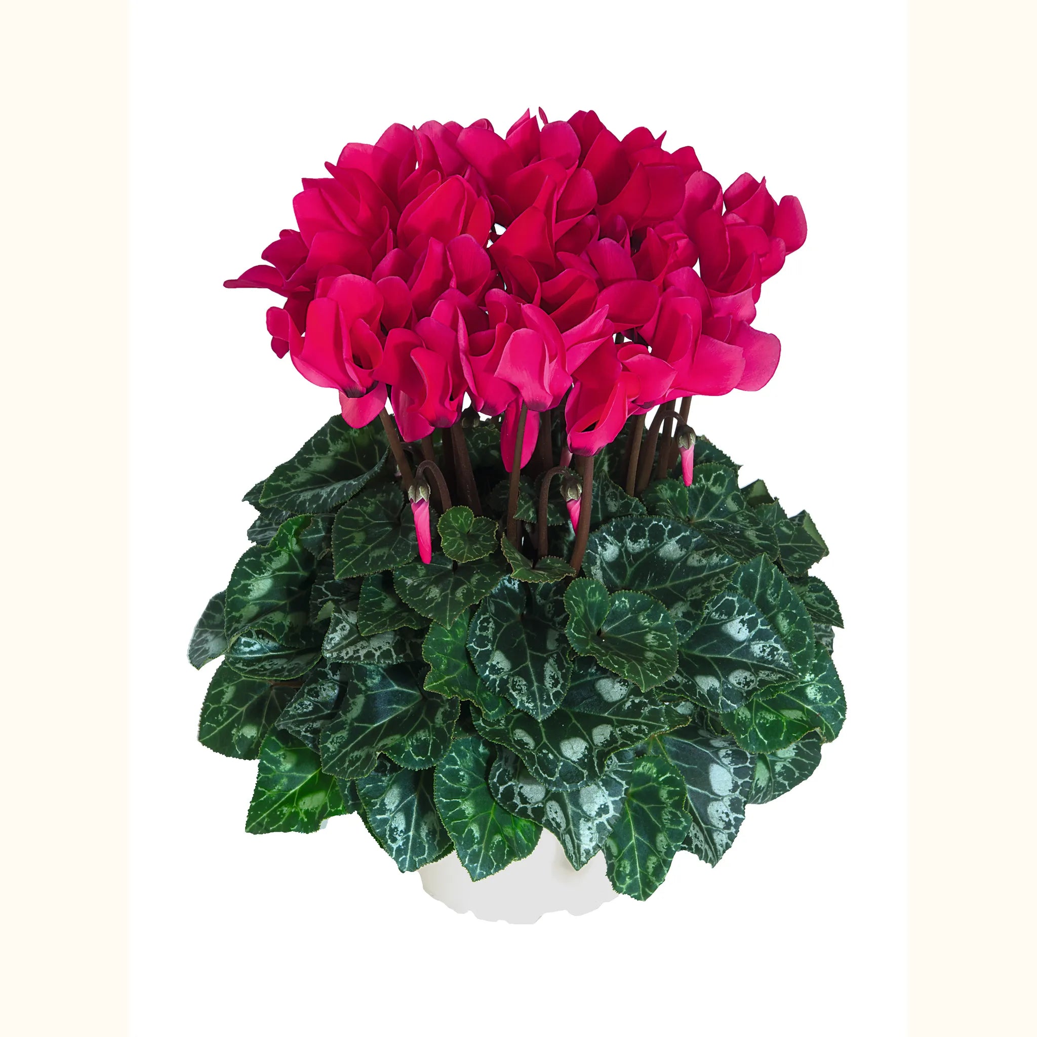 Midi+® Deep rose