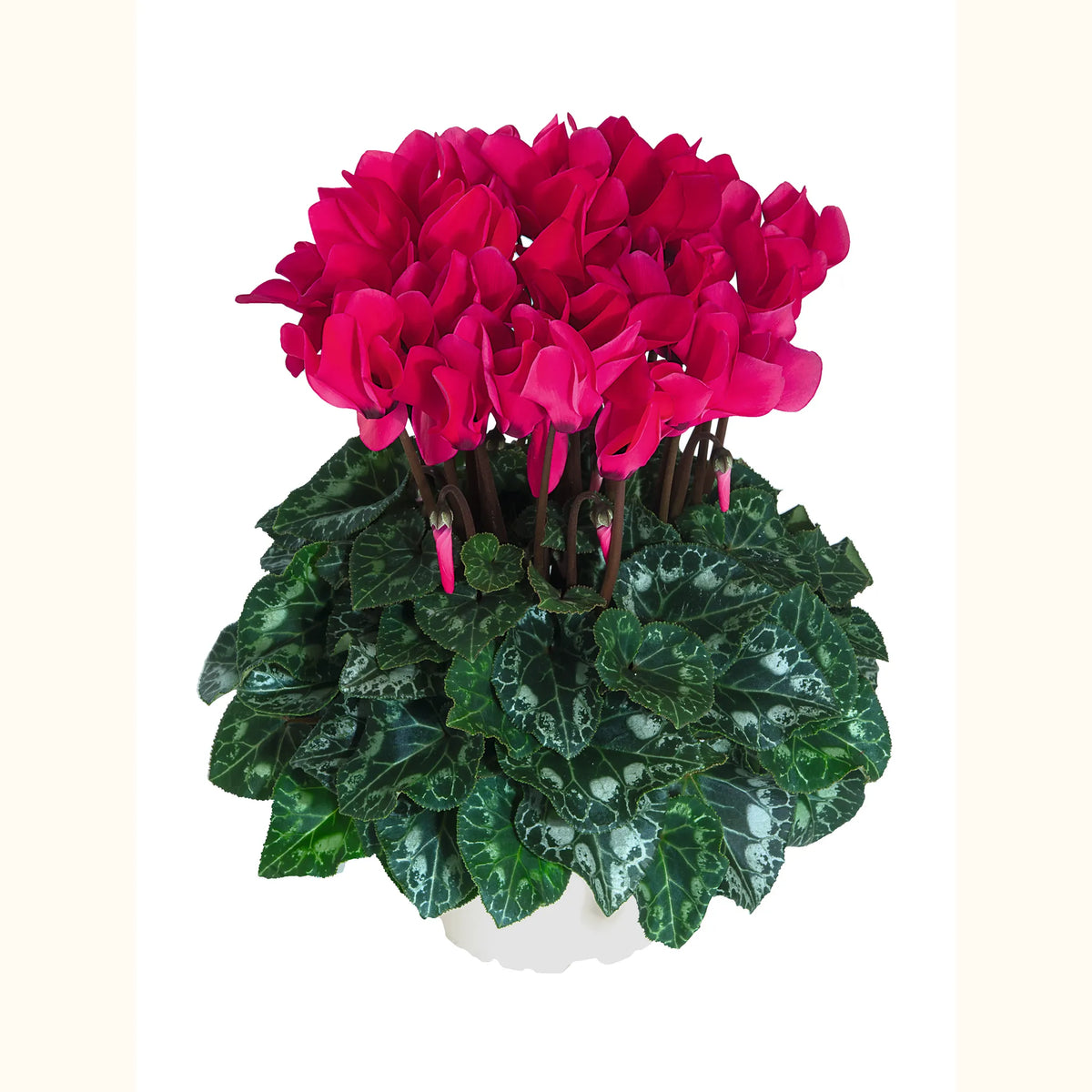 Midi+® Deep rose