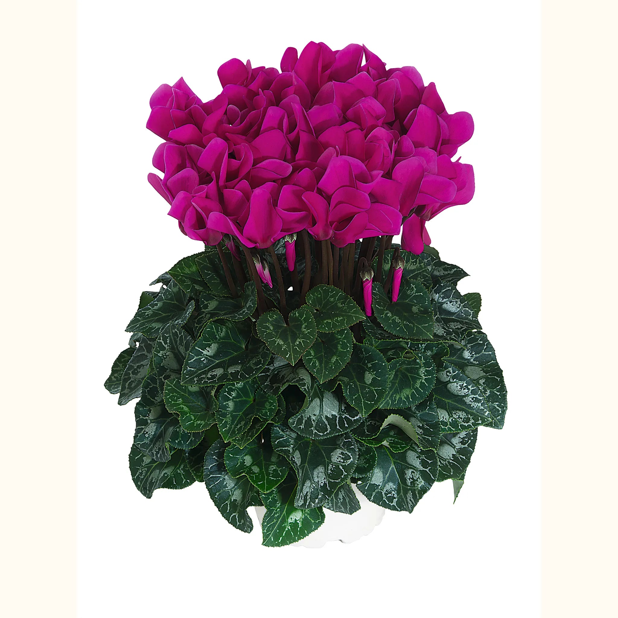 Midi+® Bright purple