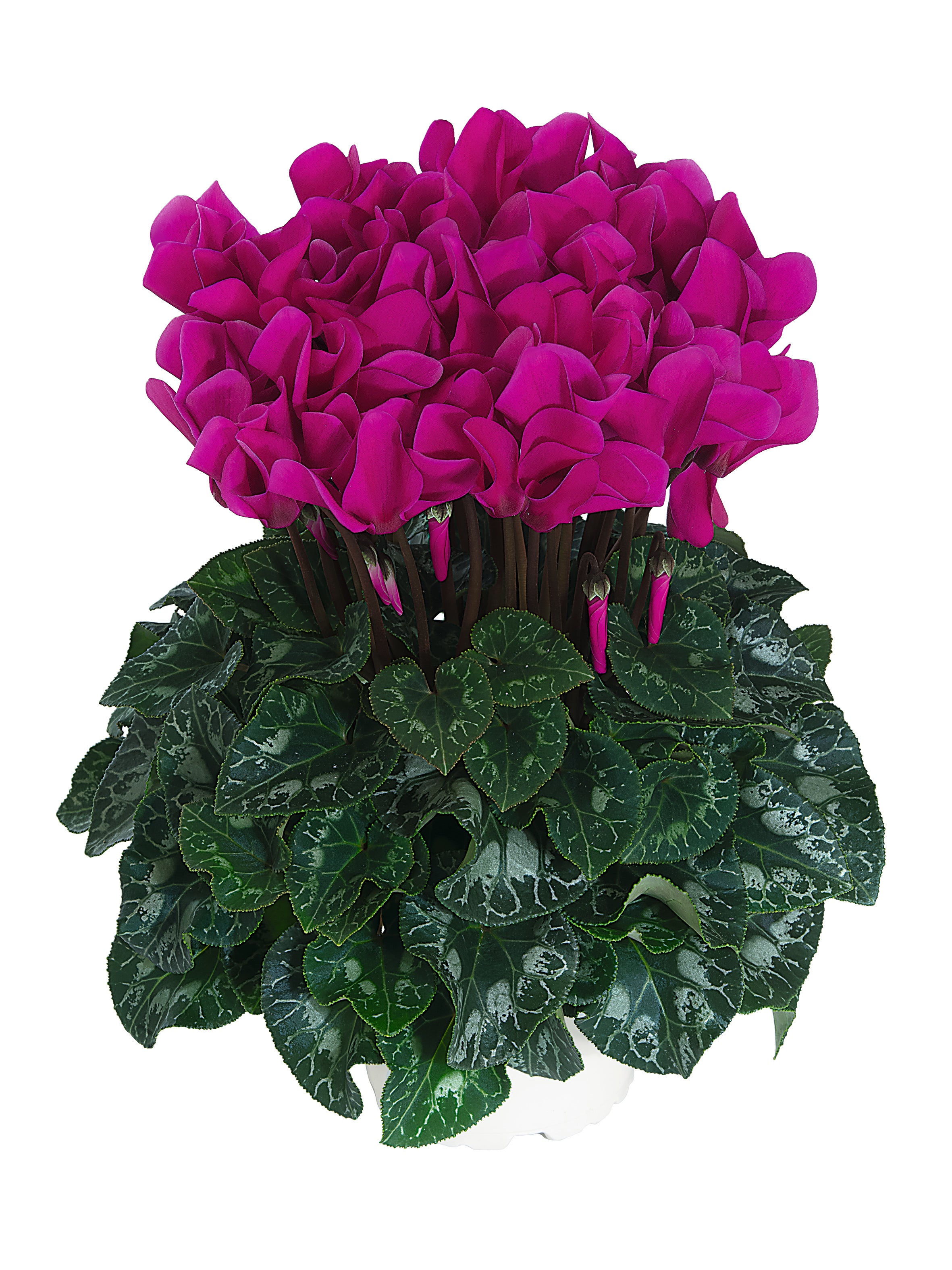 Midi+® Bright purple