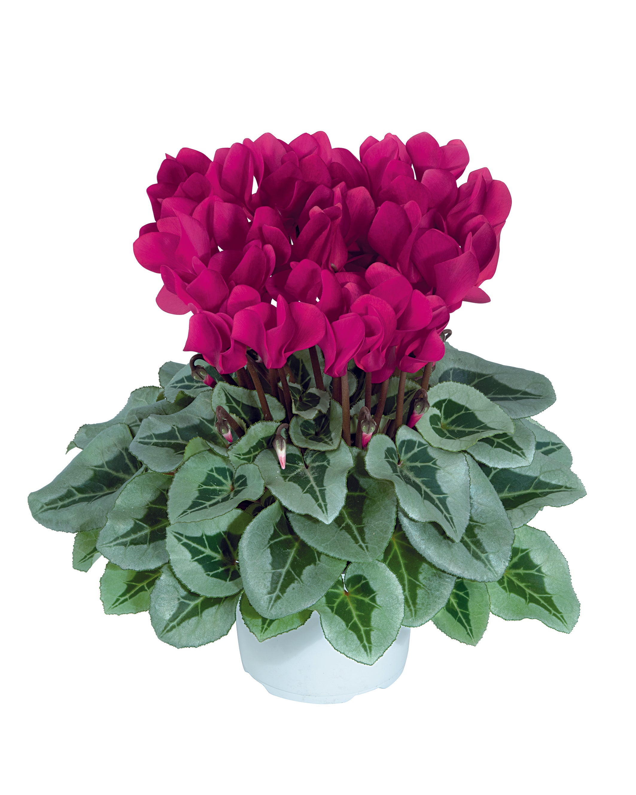 MIDI+® METALIS® Magenta