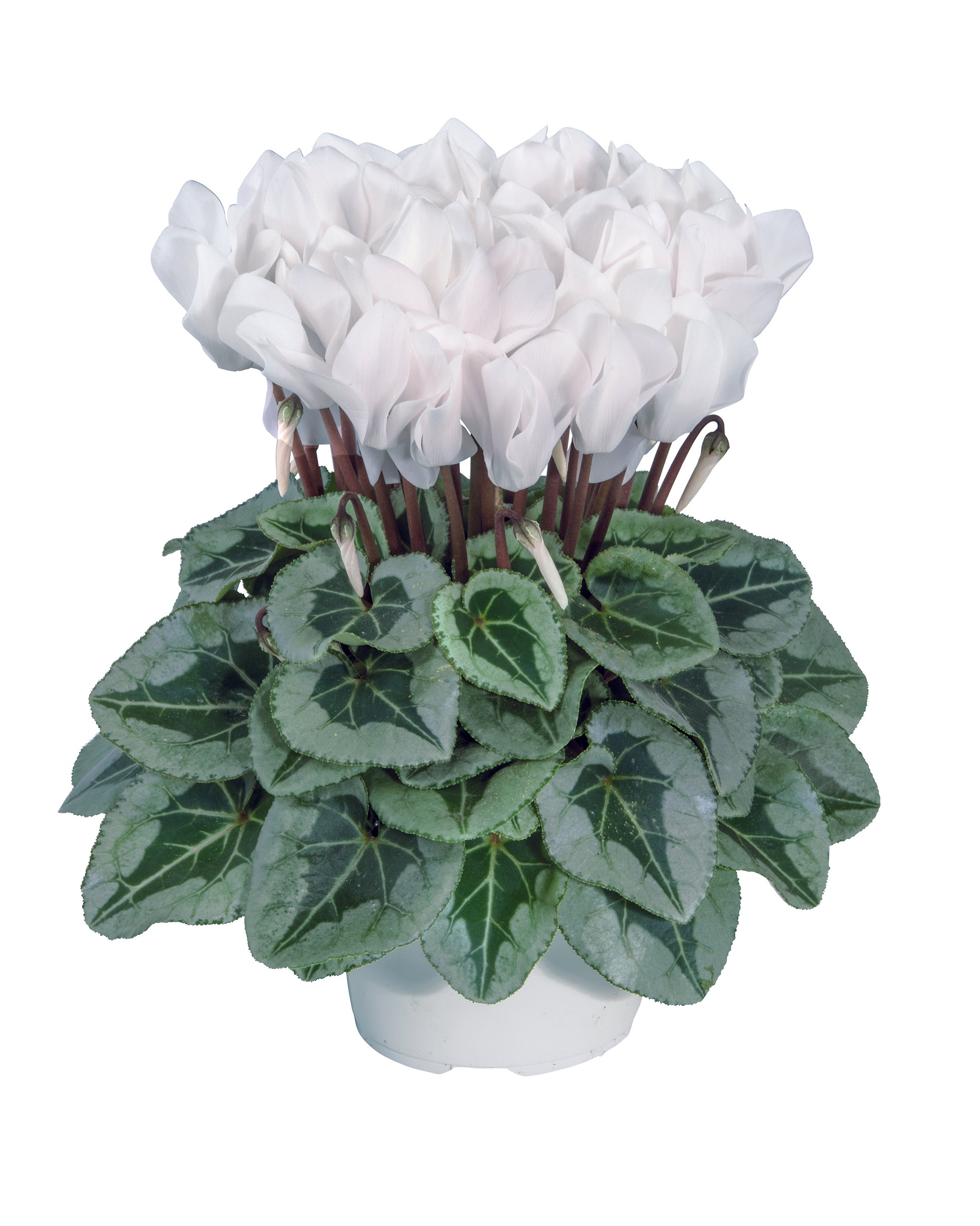MIDI+® METALIS® White