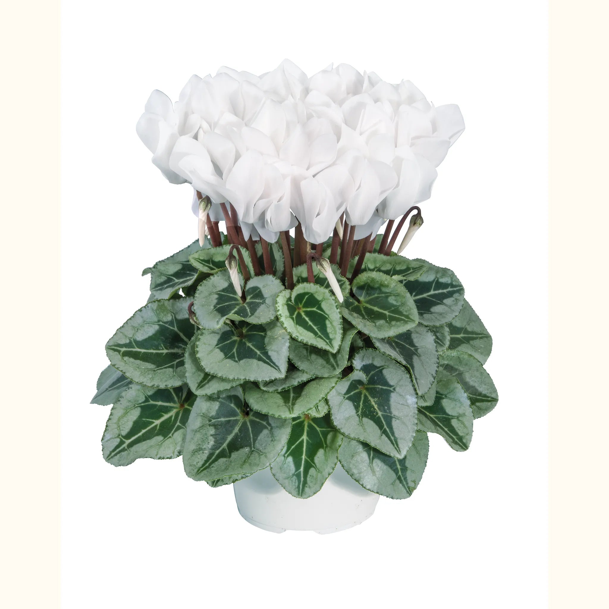 Midi+® METALIS® White