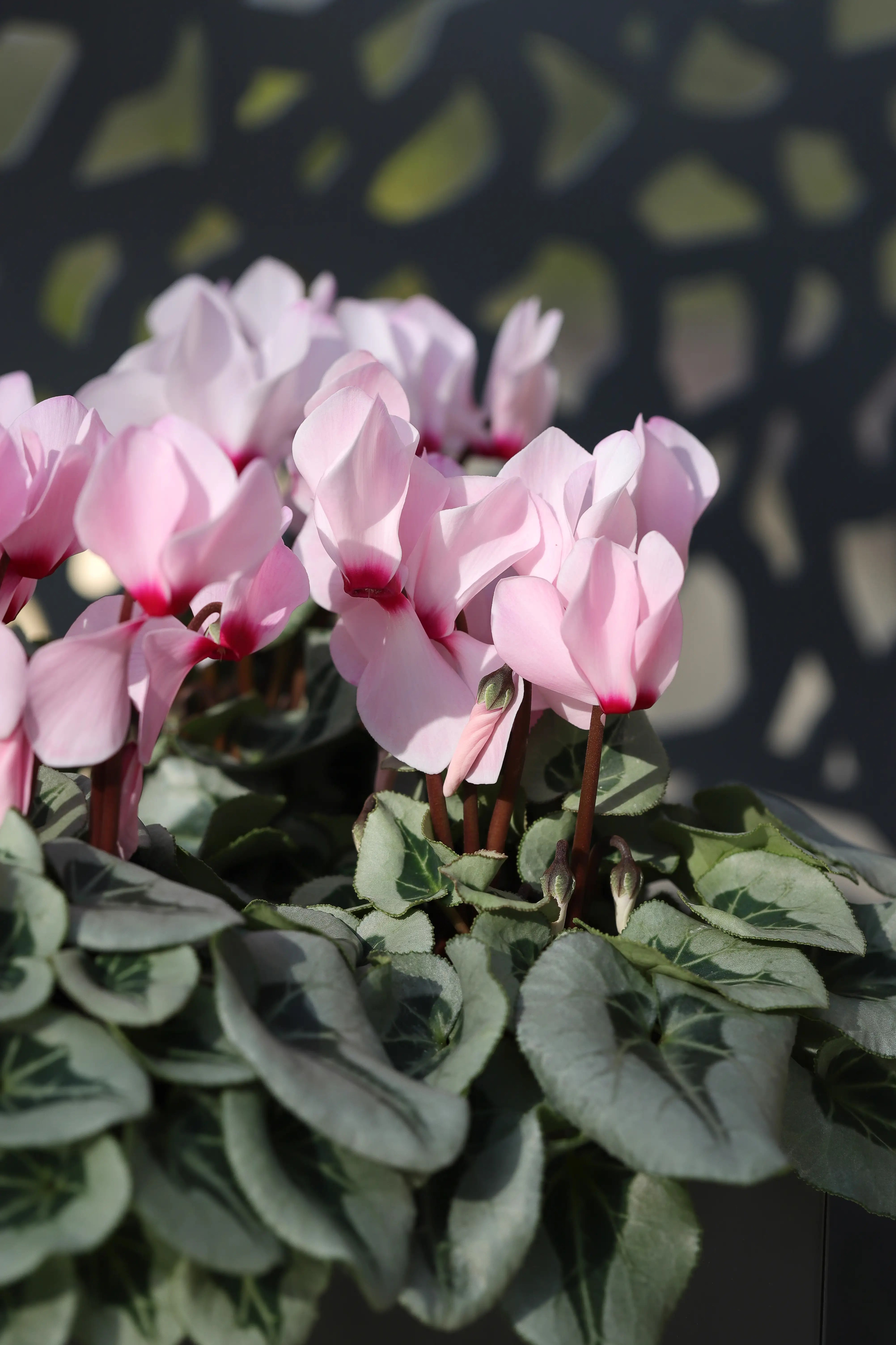 MIDI+® METALIS® Light pink with eye