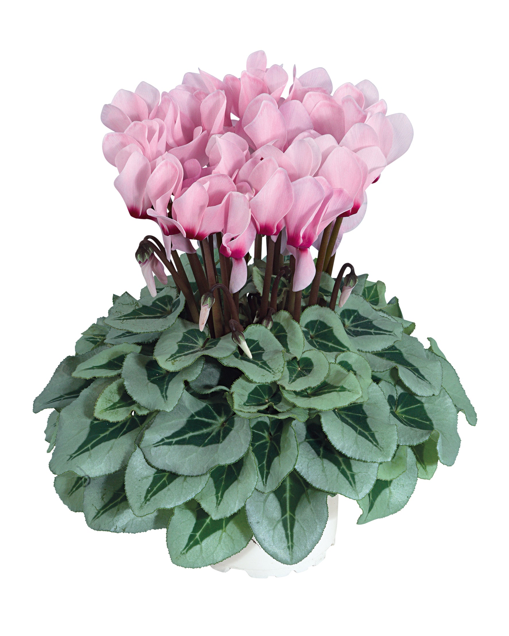 MIDI+® METALIS® Light pink with eye