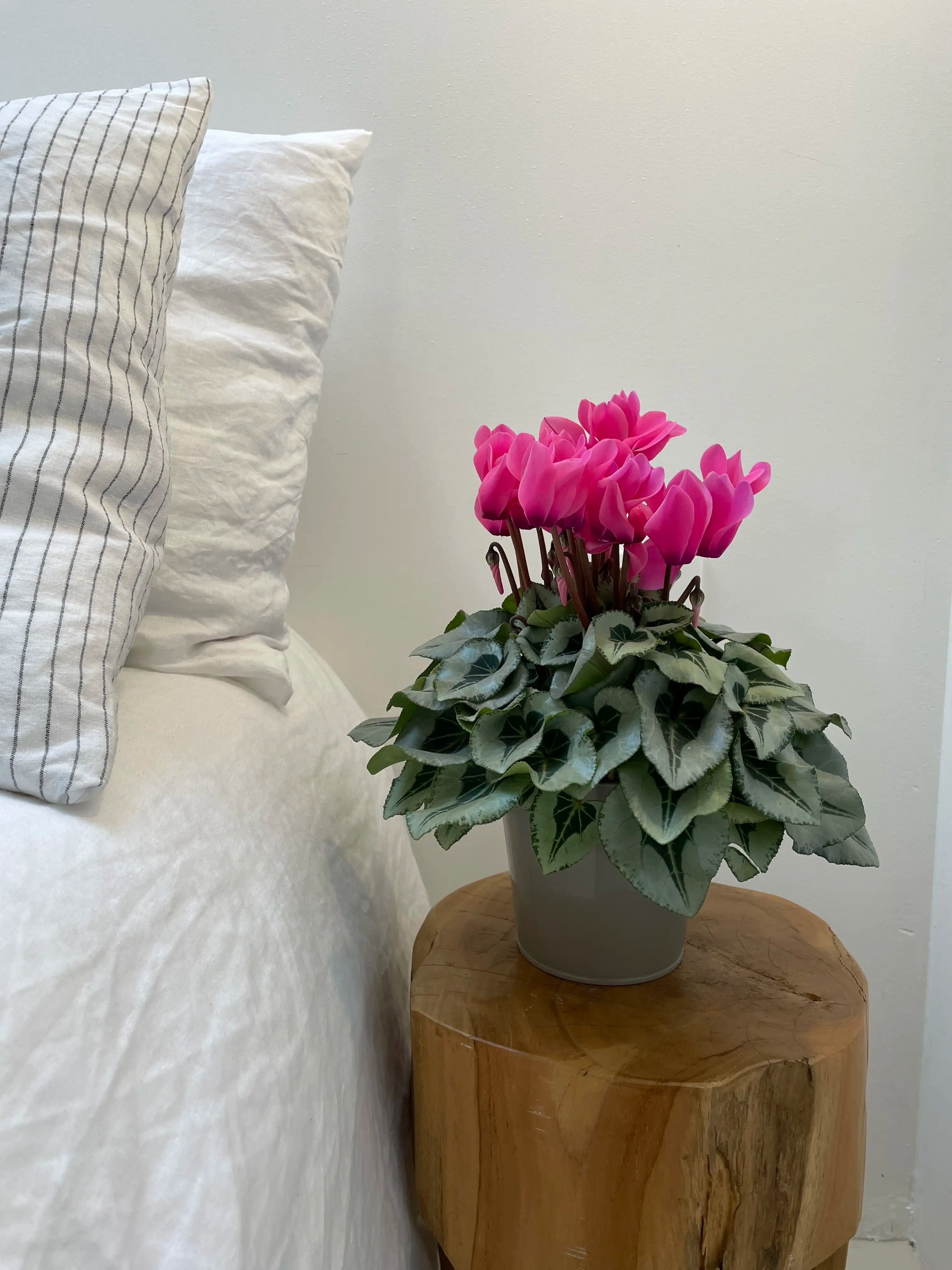 MIDI+® METALIS® Rose