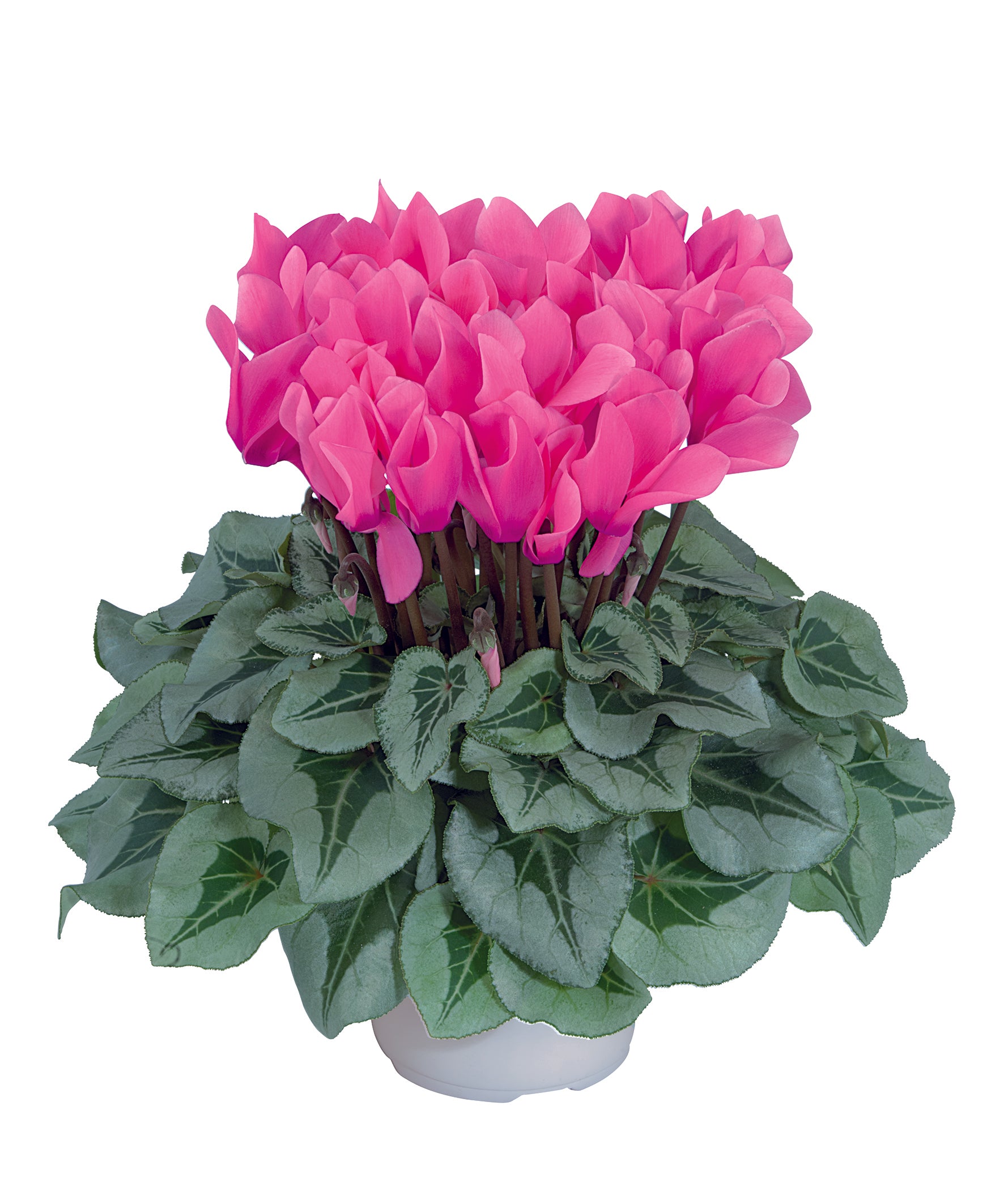 MIDI+® METALIS® Rose
