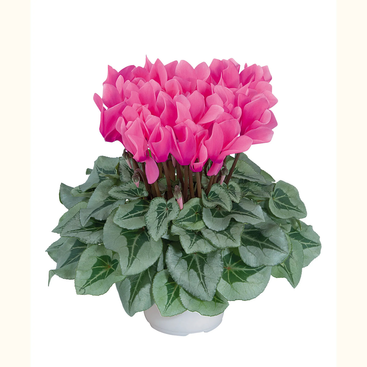 Midi+® METALIS® Rose