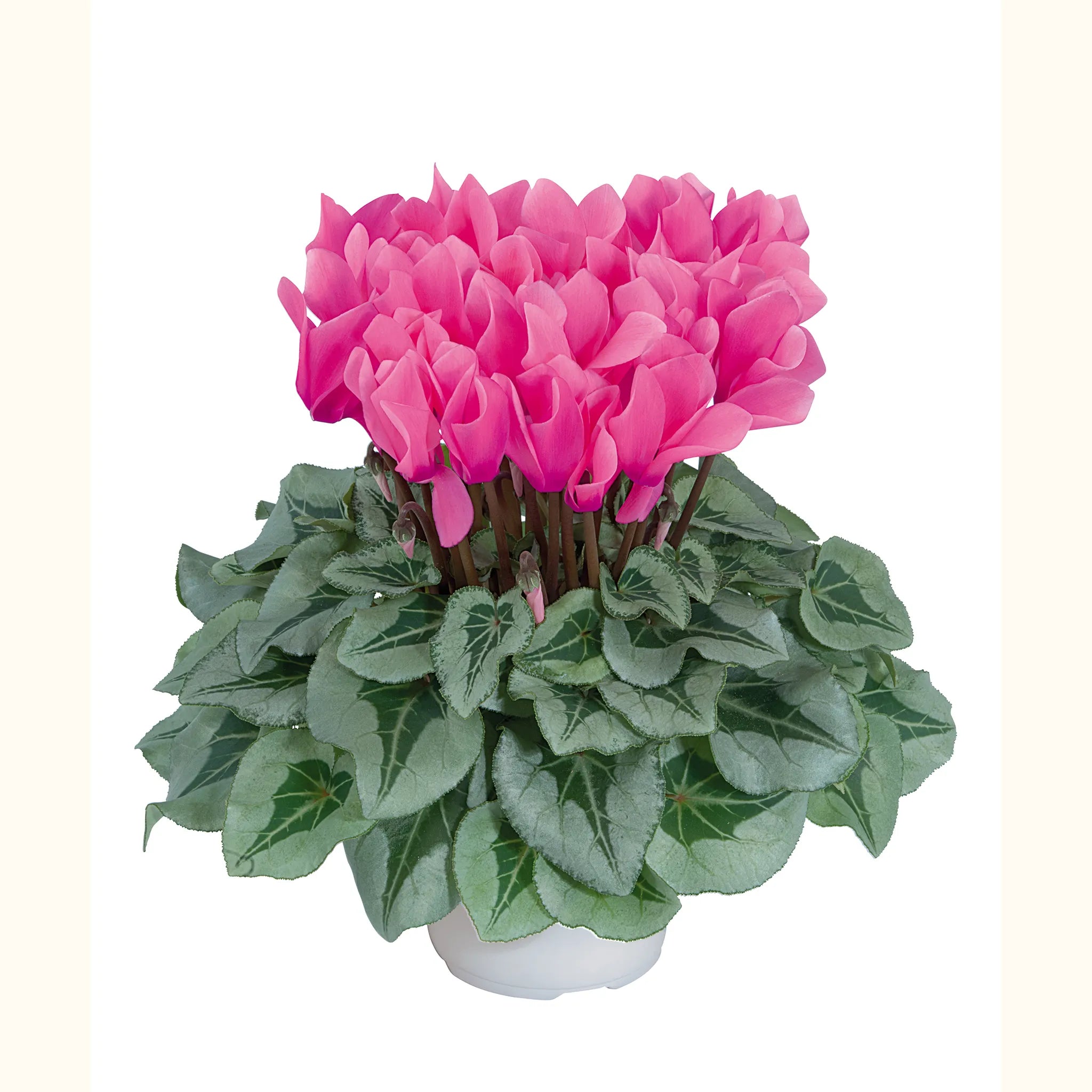 Midi+® METALIS® Rose