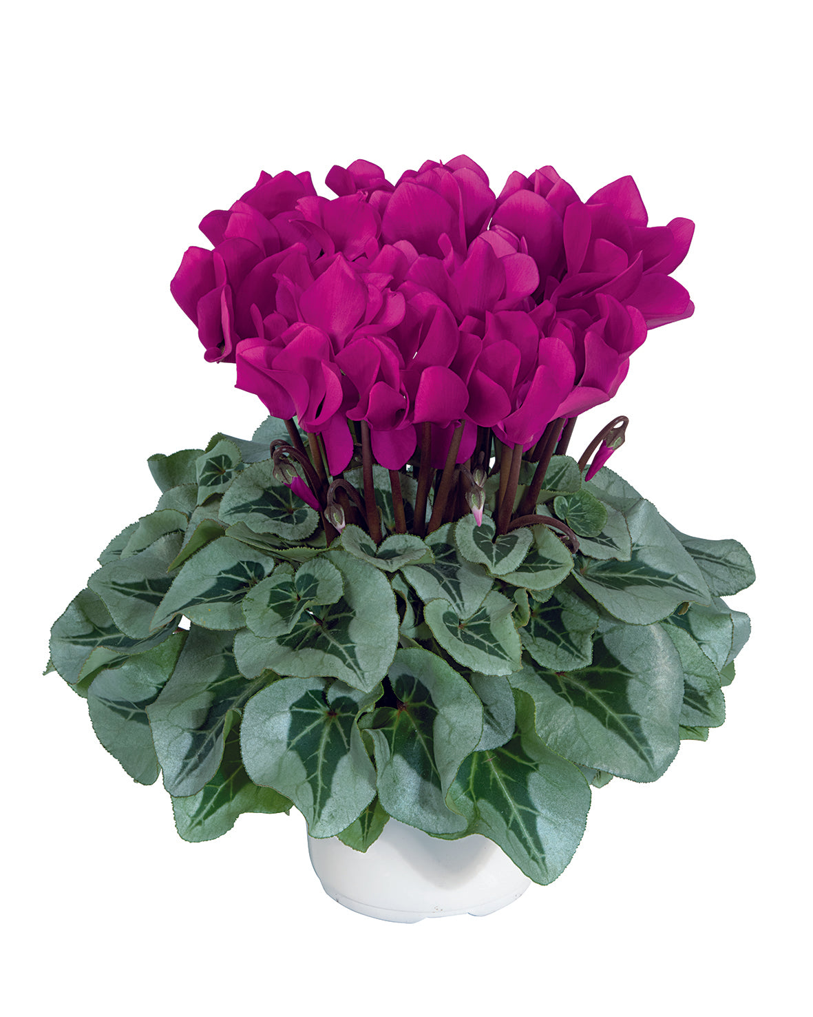 MIDI+® METALIS® Bright purple