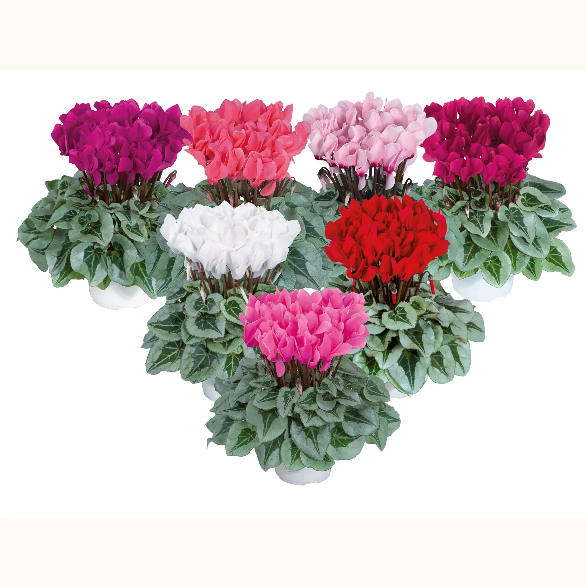 Midi+® METALIS® mix