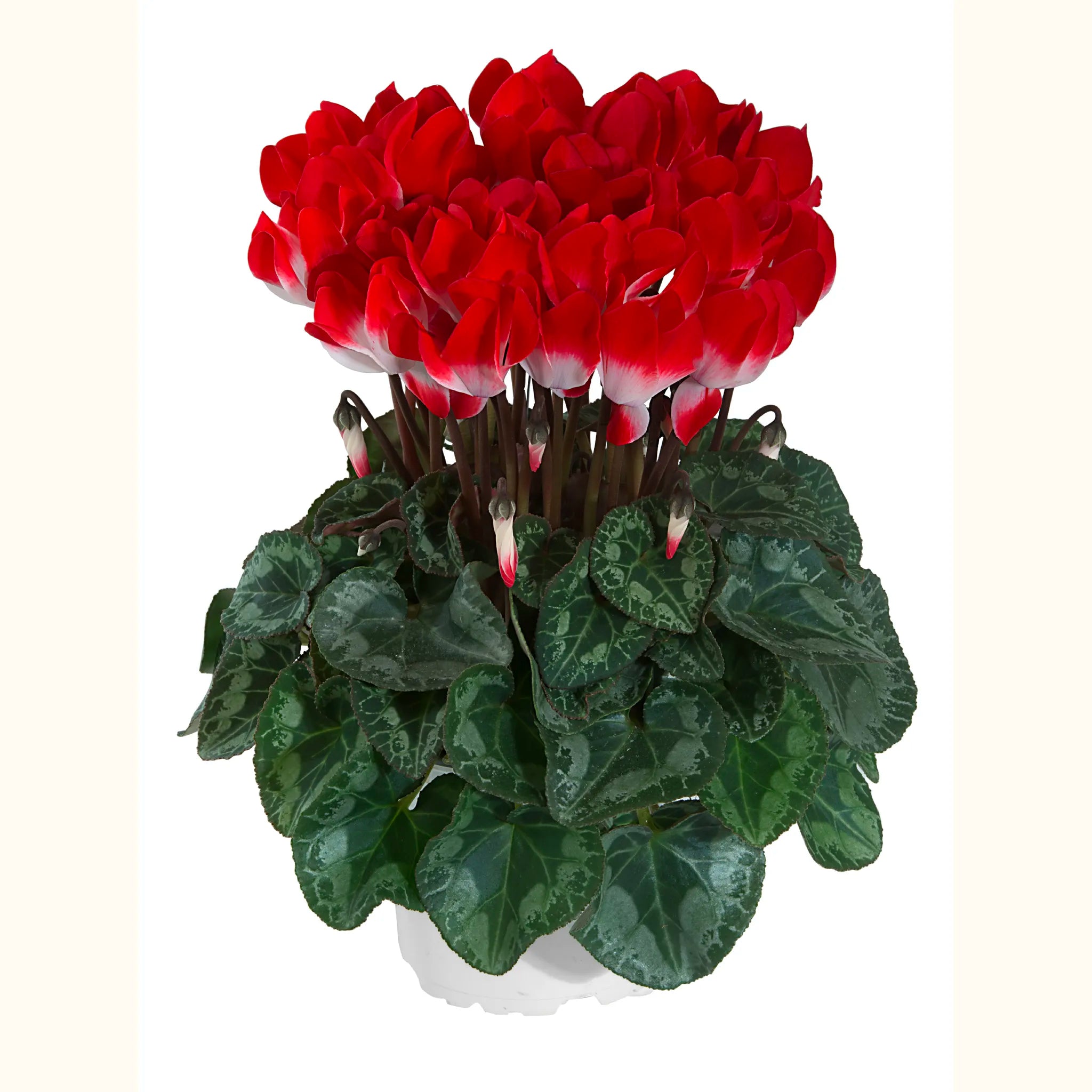 MIDI+® INDIAKA® Rouge exp.