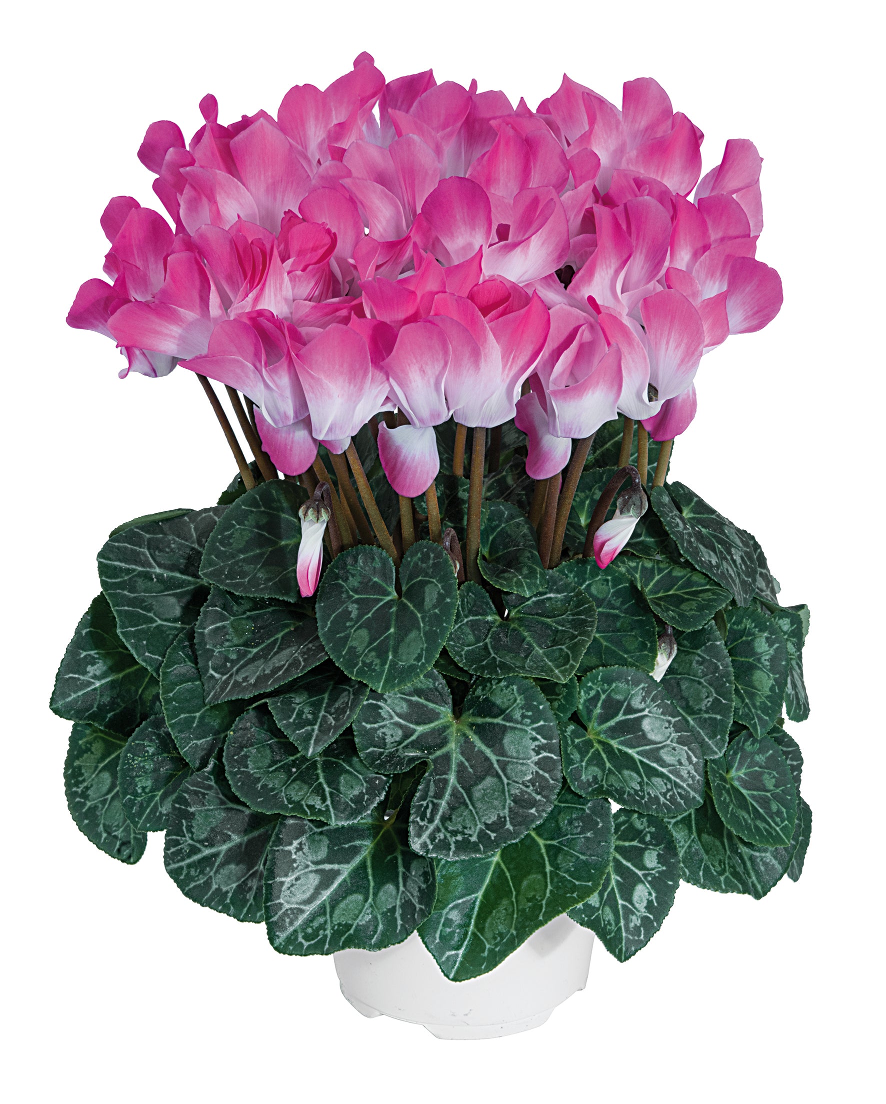 MIDI+® INDIAKA® Rose