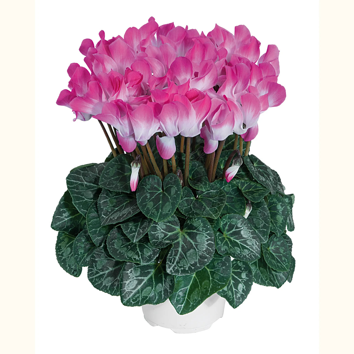 Midi+® INDIAKA® Rose