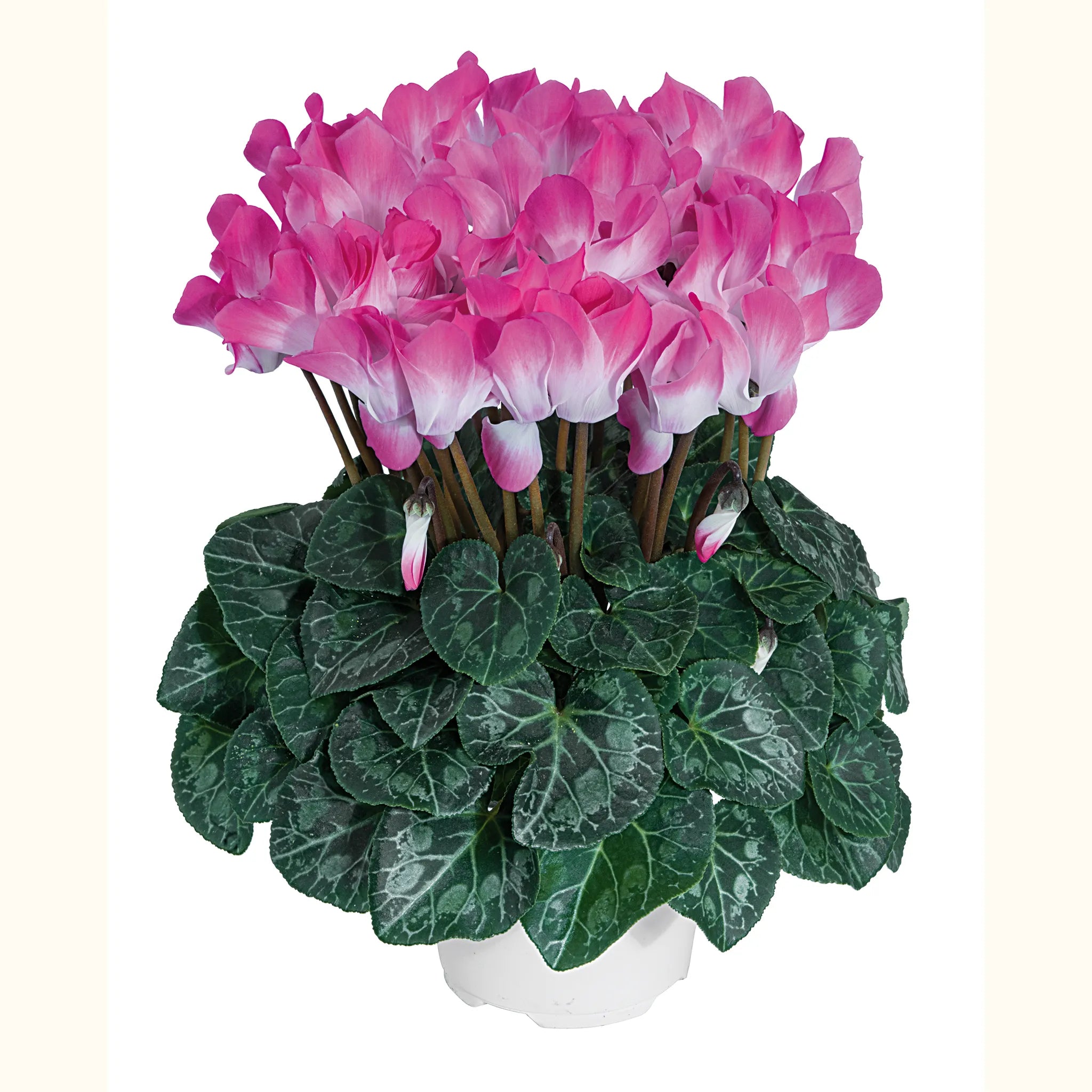 Midi+® INDIAKA® Rose