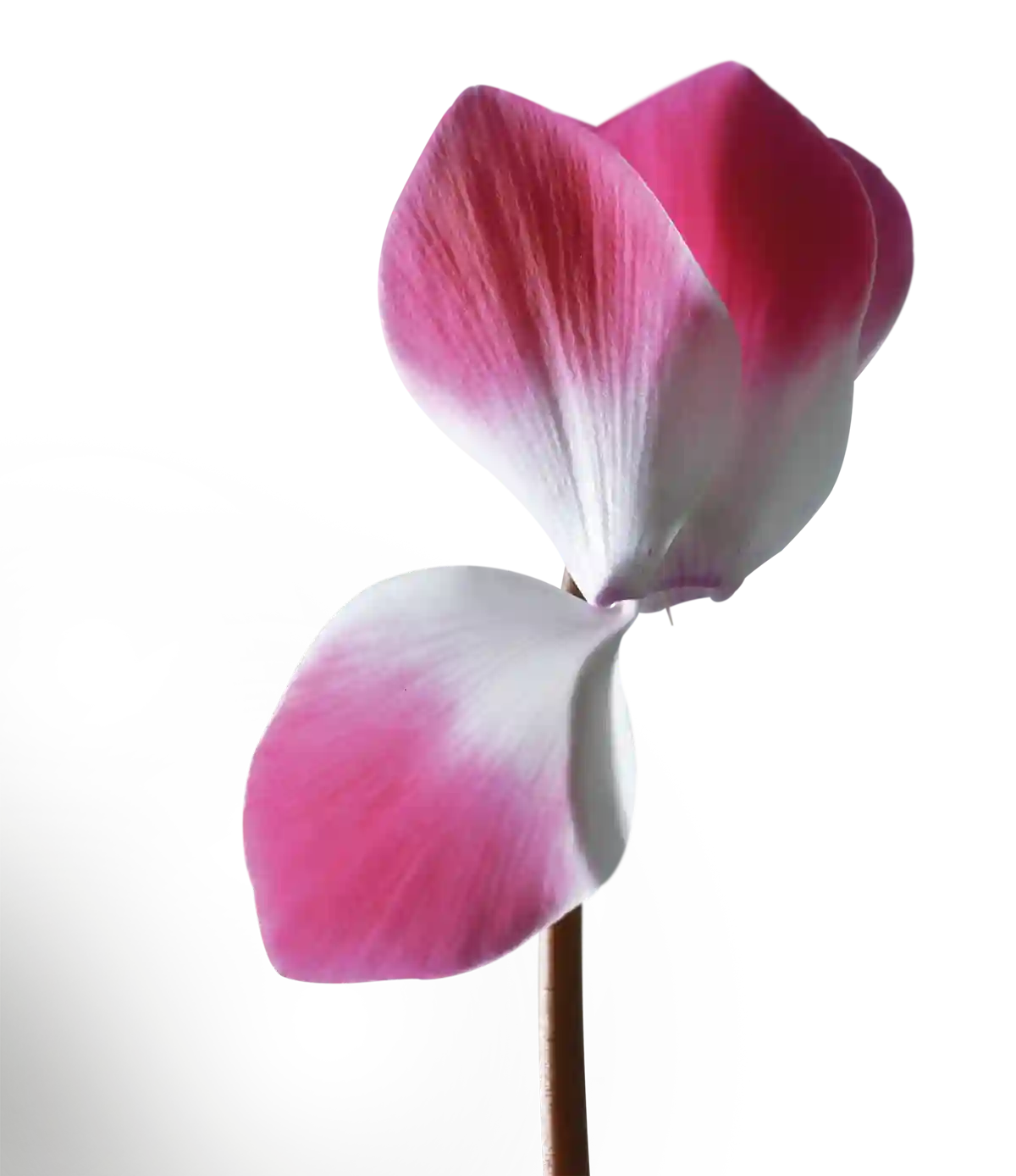 MIDI+® INDIAKA® Light rose