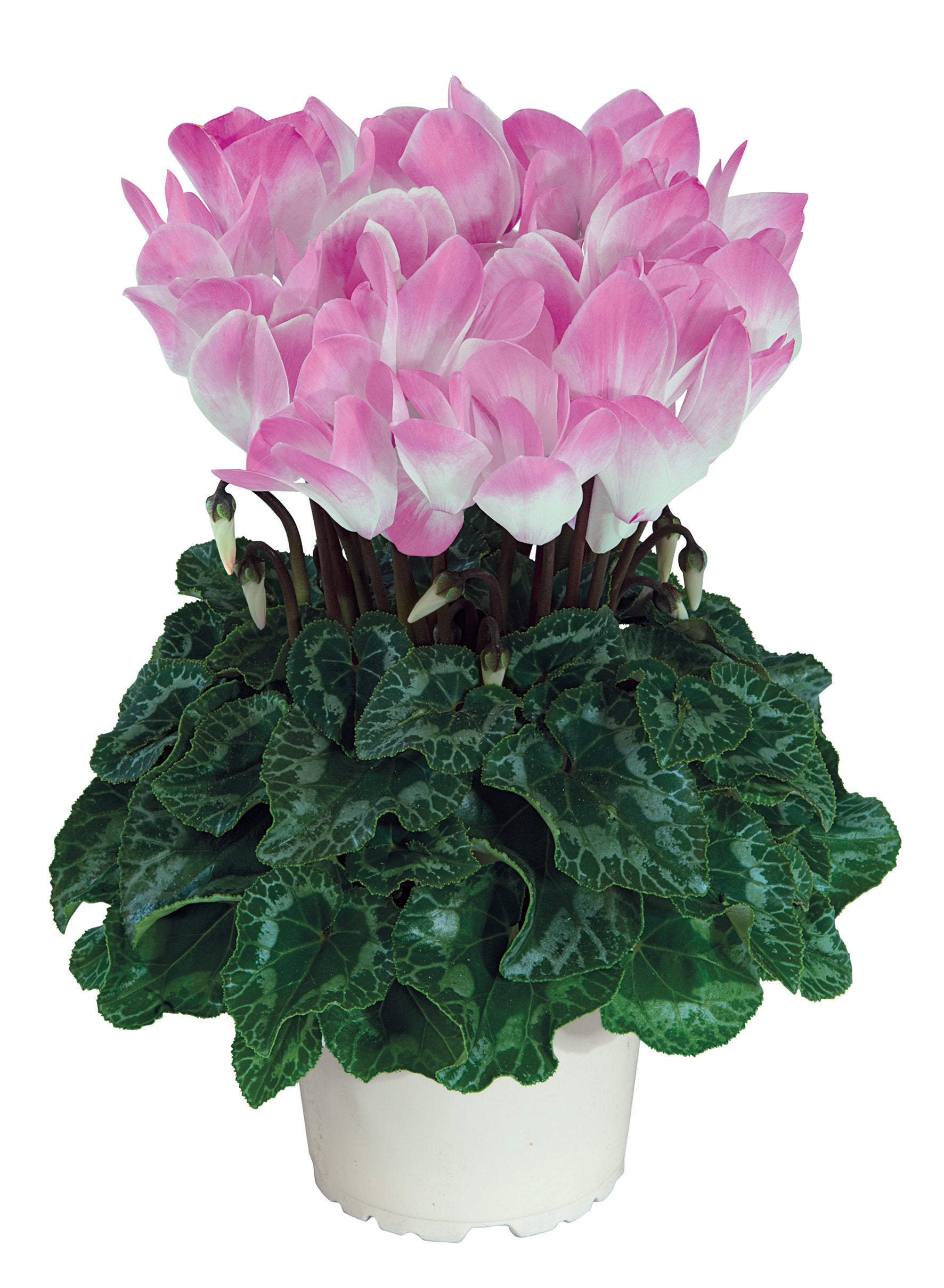 MIDI+® INDIAKA® Light rose