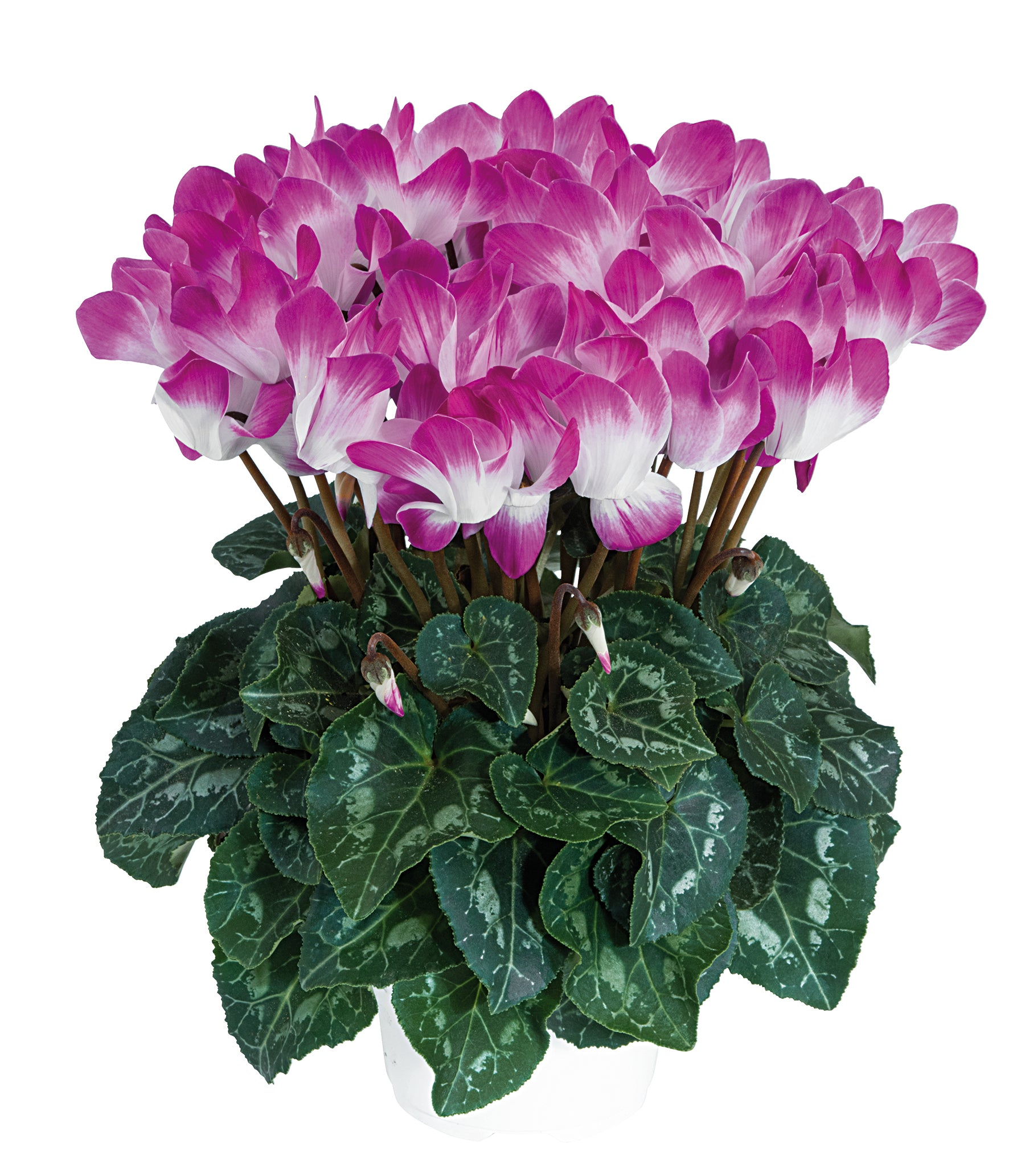 MIDI+® INDIAKA® Bright purple