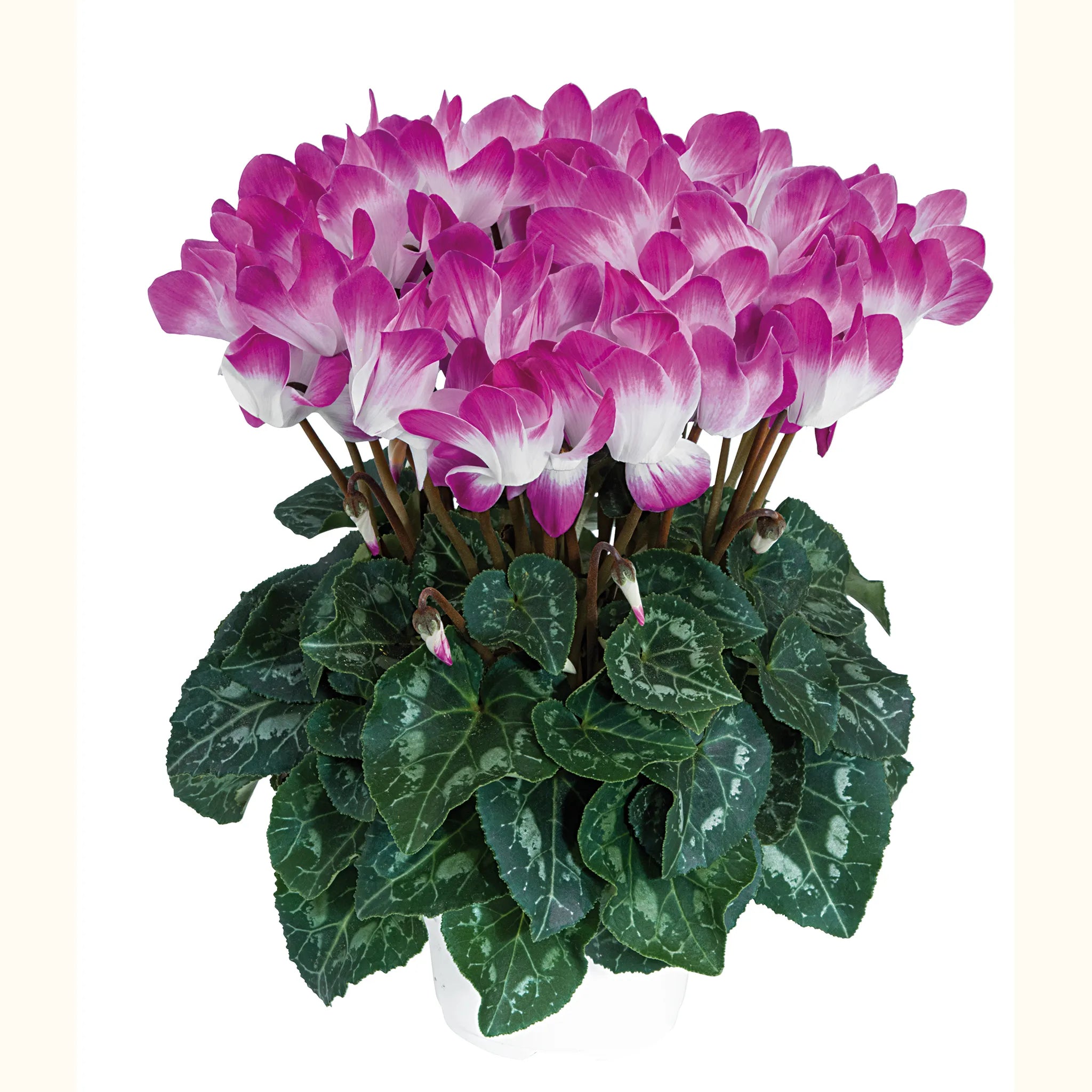 Midi+® INDIAKA® Bright purple