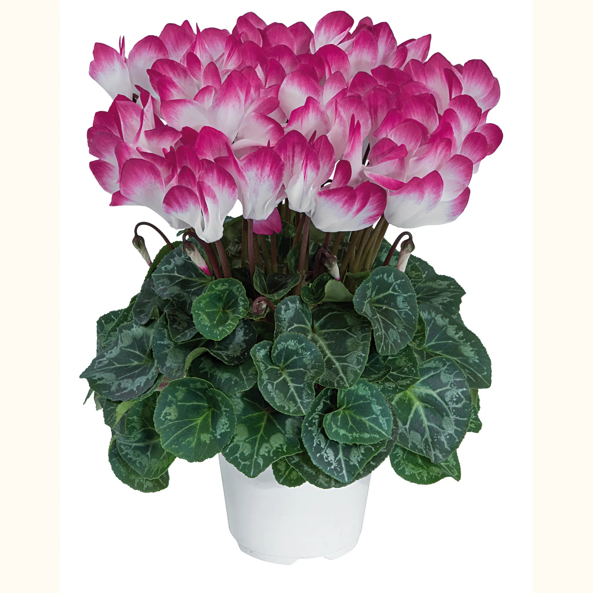 Midi+® INDIAKA® Magenta