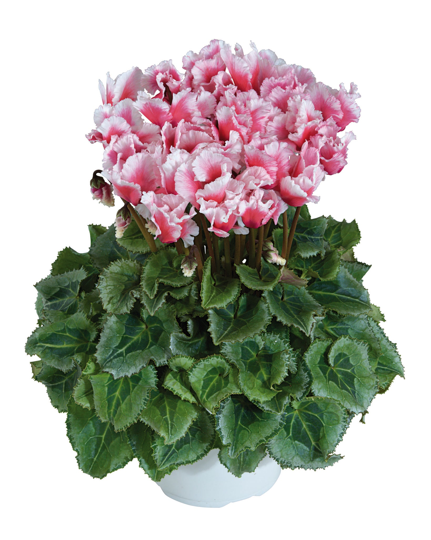 Midi+® ABANICO® Salmon