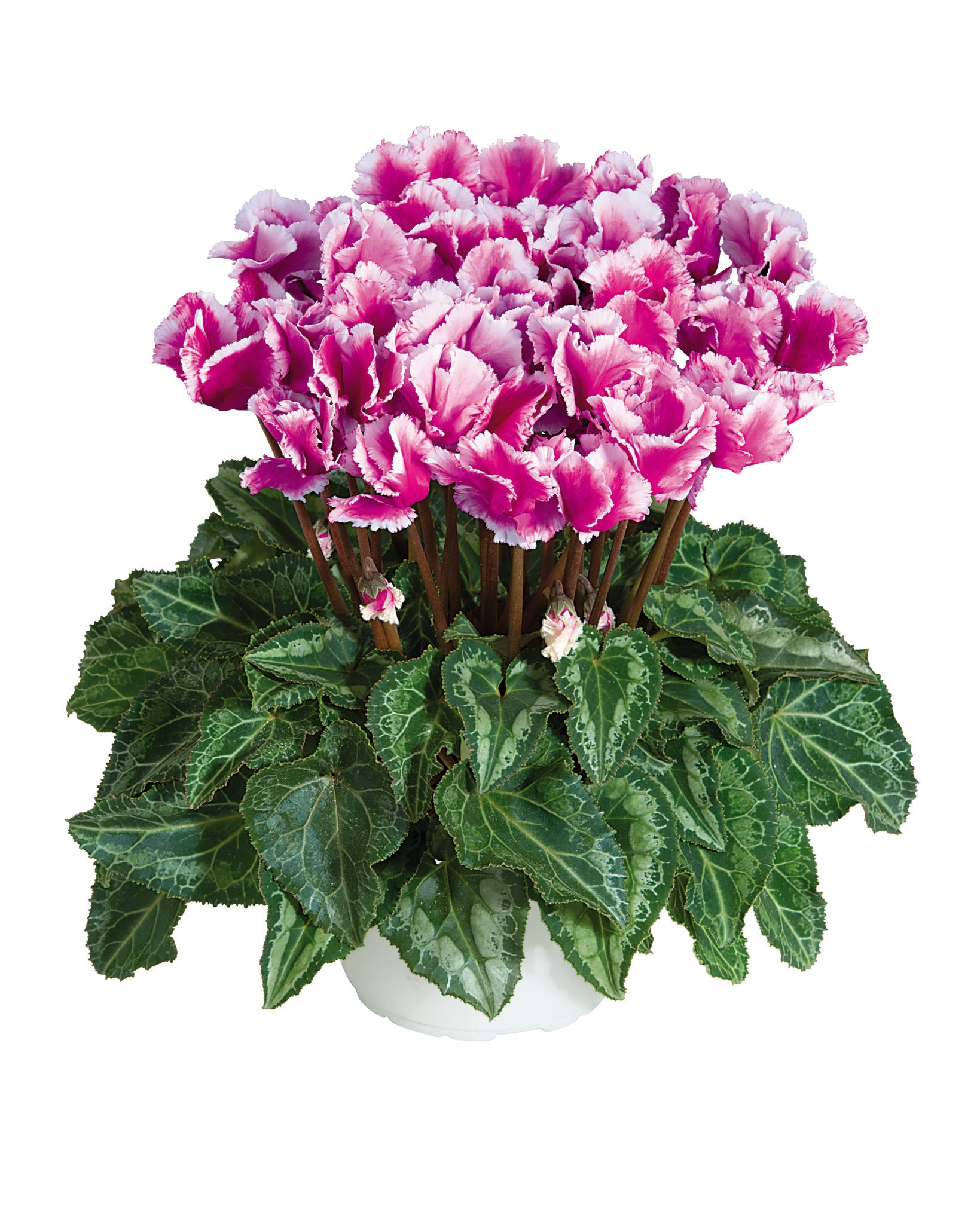 Midi+® ABANICO® Light purple