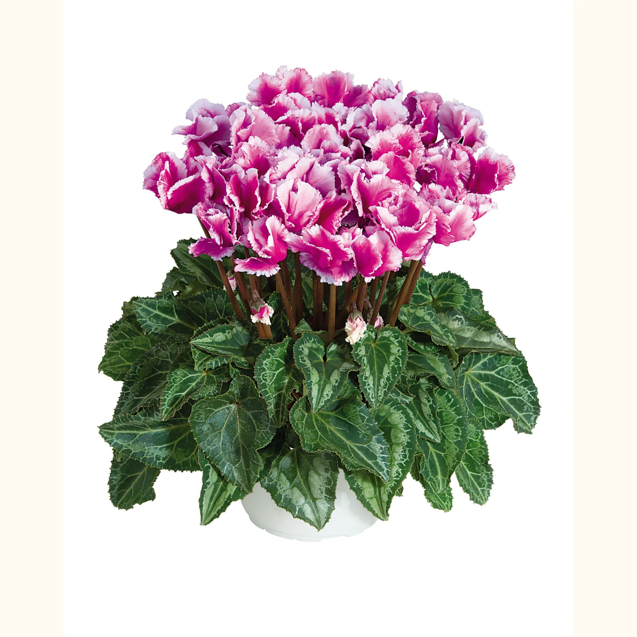 Midi+® ABANICO® Light purple