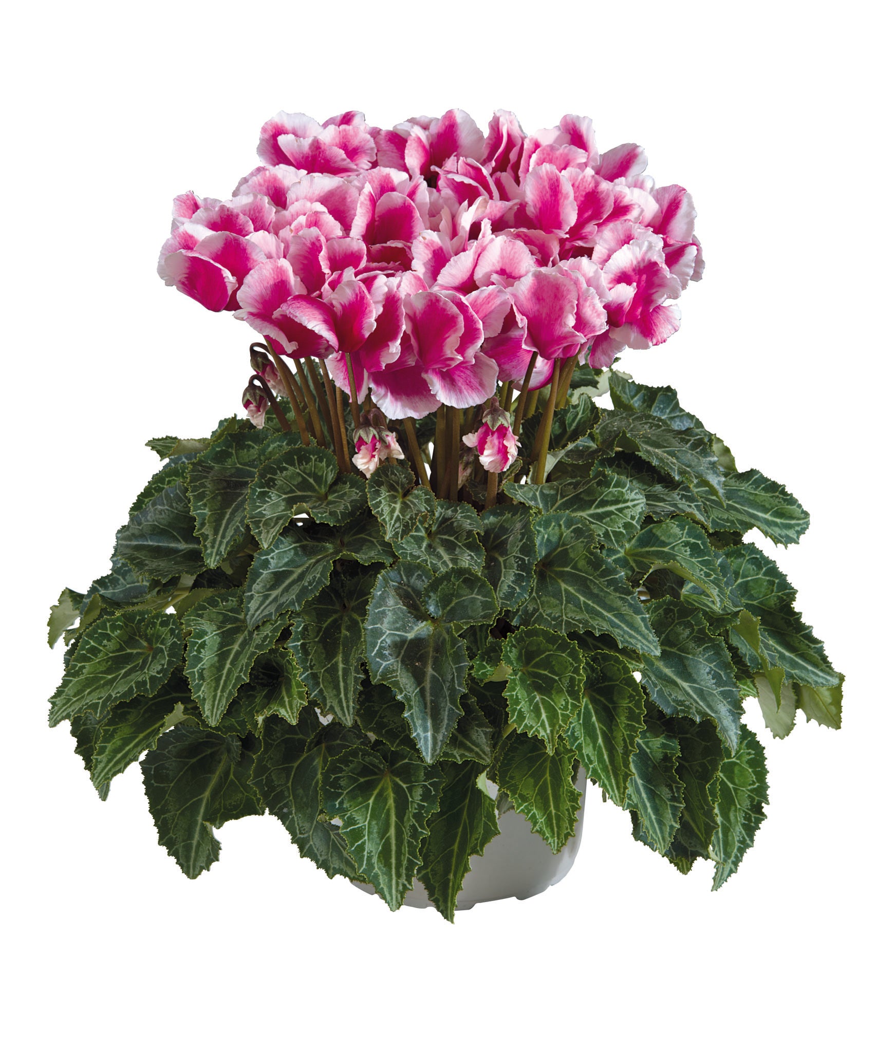 Midi+® ABANICO® Magenta