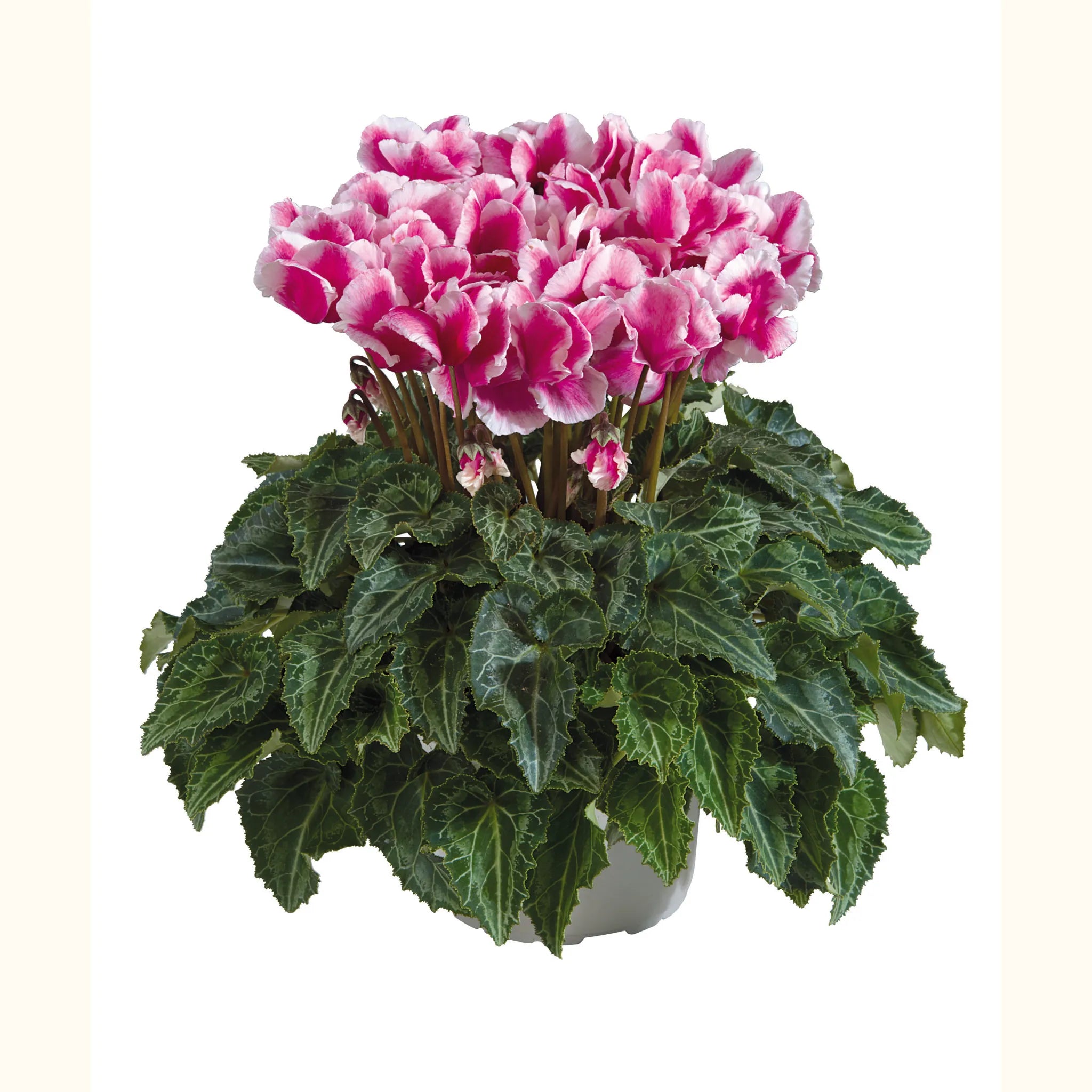 Midi+® ABANICO® Magenta