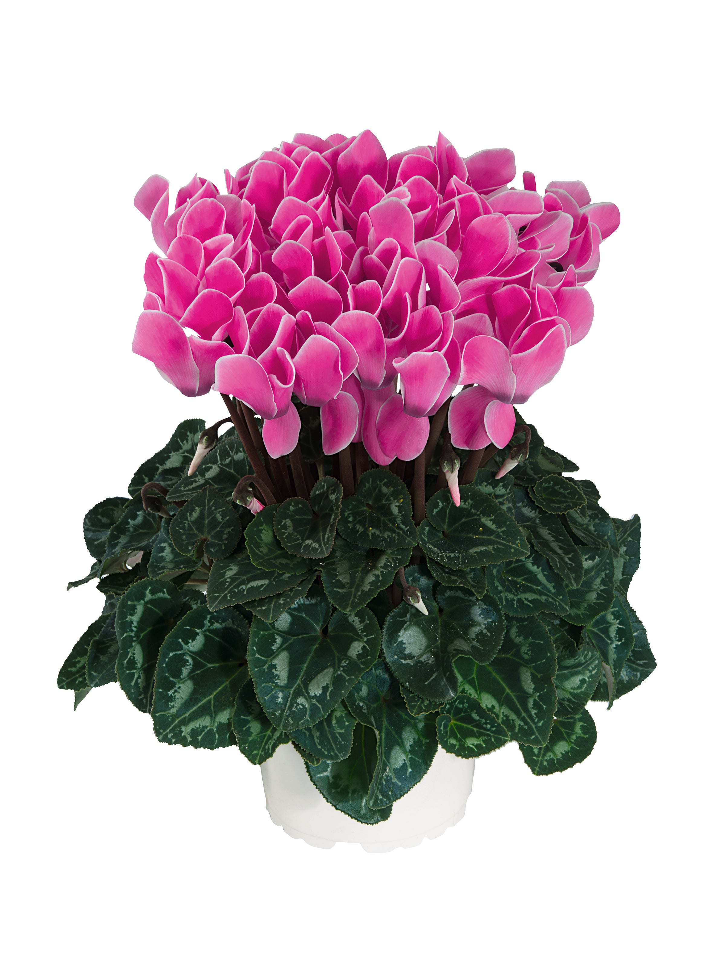 Midi+® Dark flamed mix