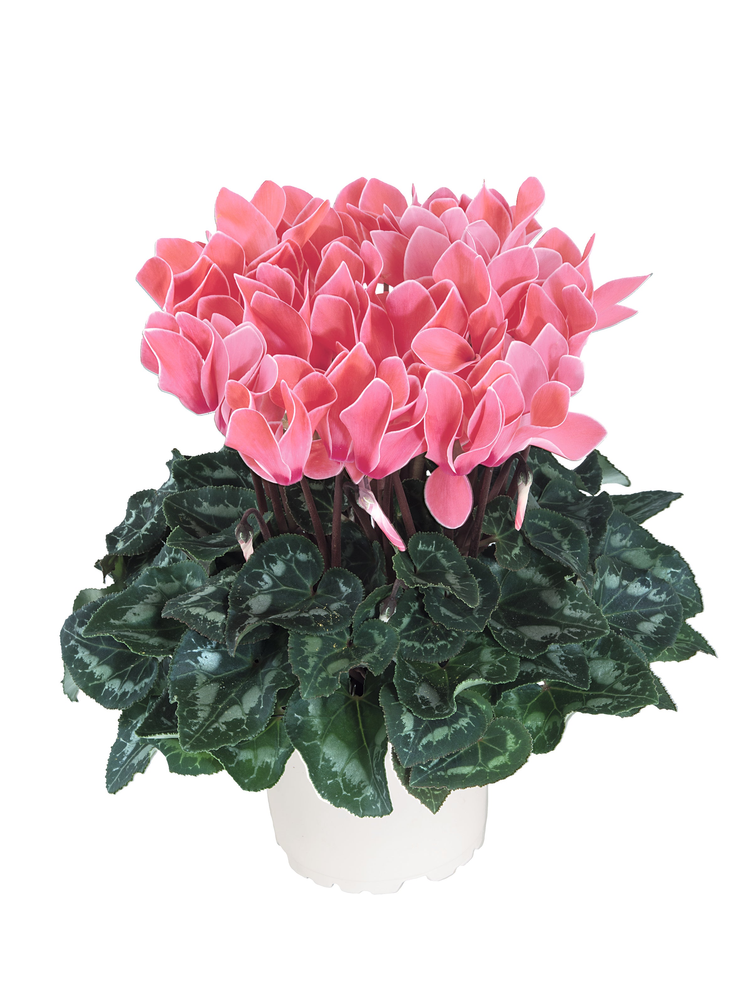 Midi+® Dark flamed mix